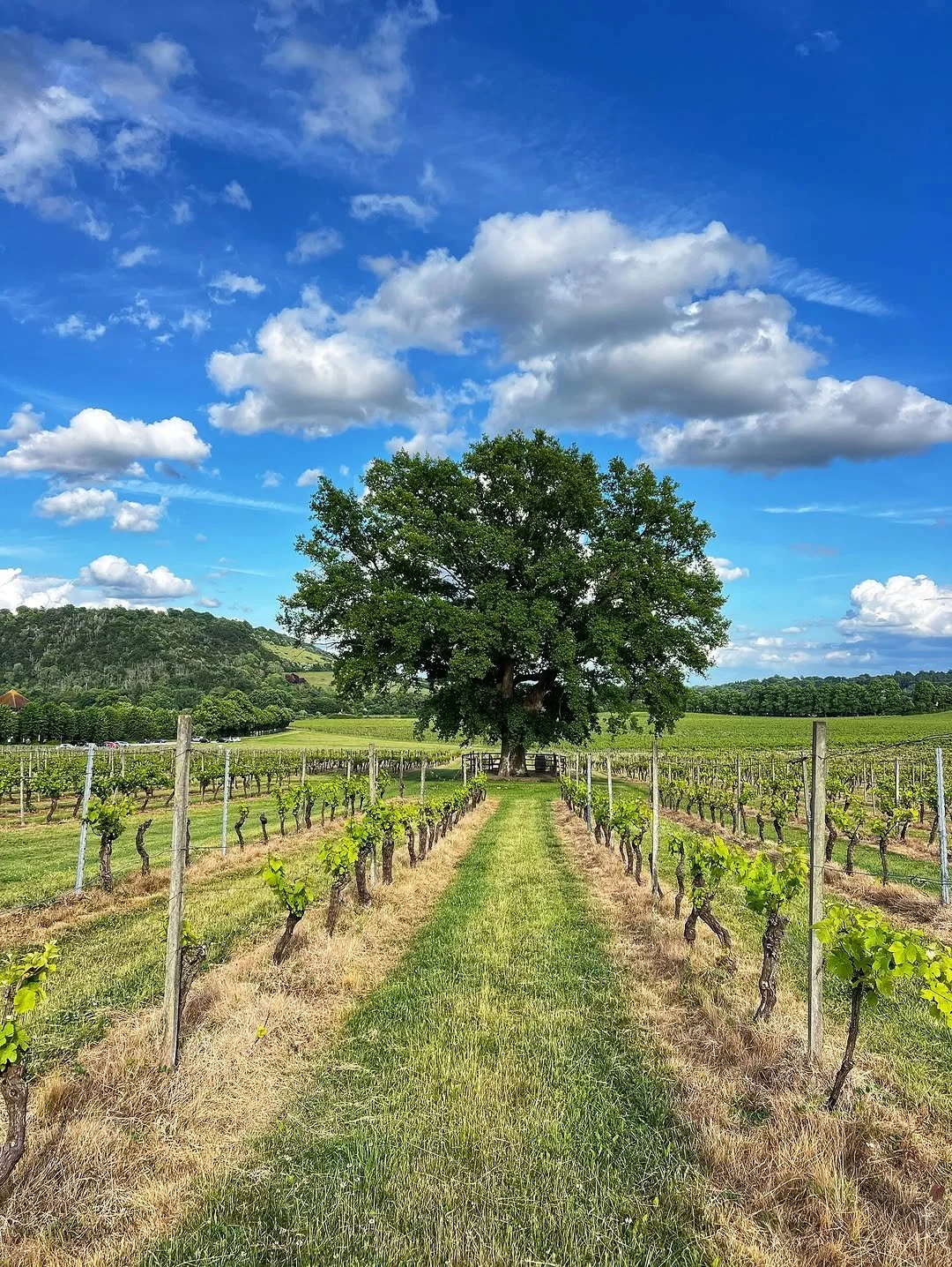 Denbies Wine Estate by @surrey_snaps