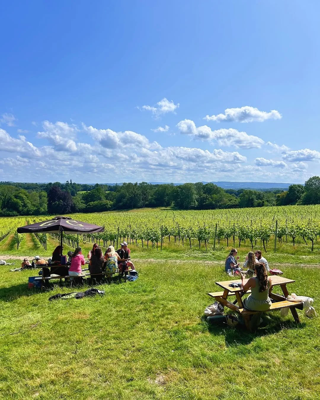 Greyfriars Vineyard by @desireekitsmiller