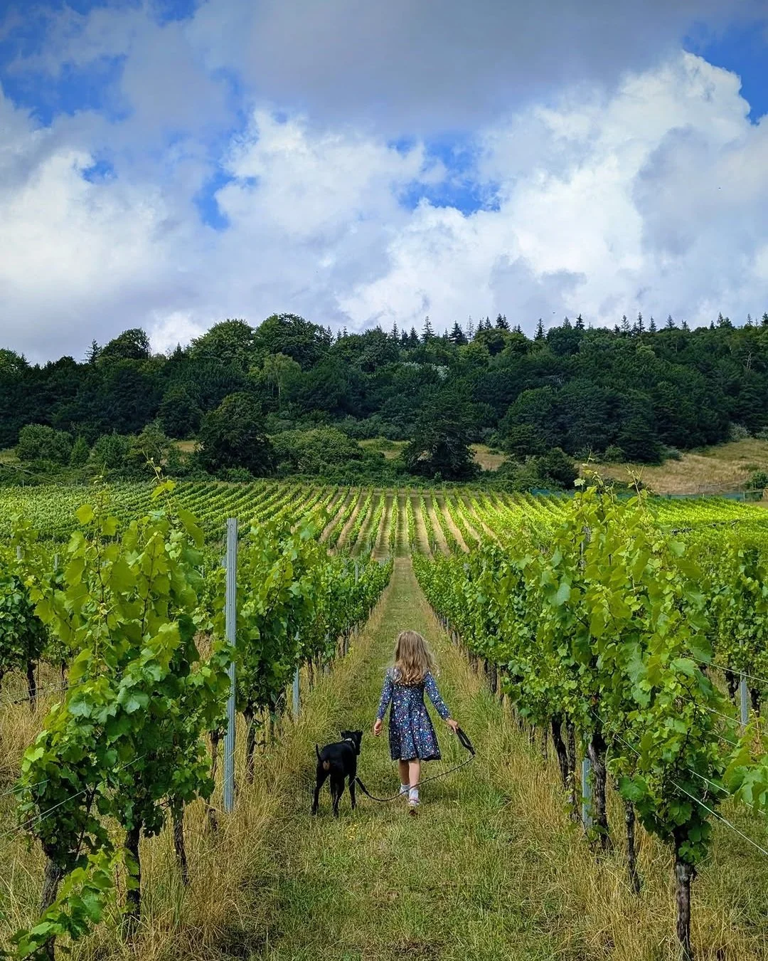 Albury Vineyard by @grundypantz