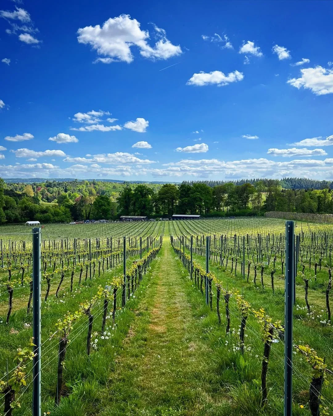 Albury Vineyard by @theguildfordian