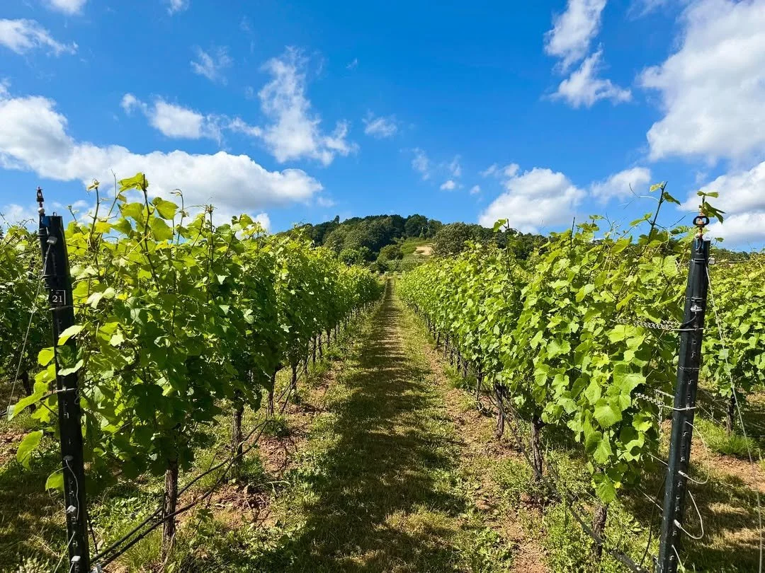 Chilworth Manor Vineyard by @bethanclairereen