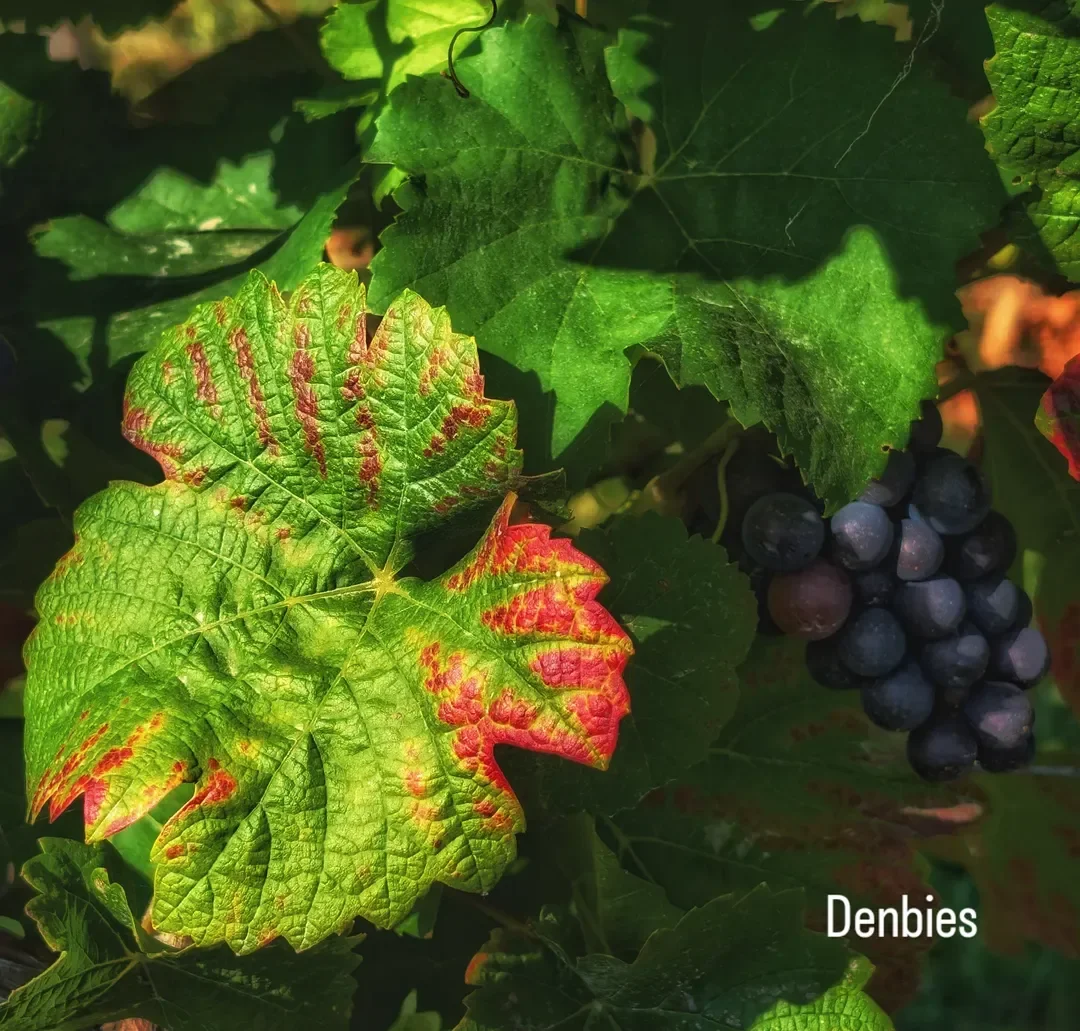 Denbies Wine Estate by @jaynekempimages