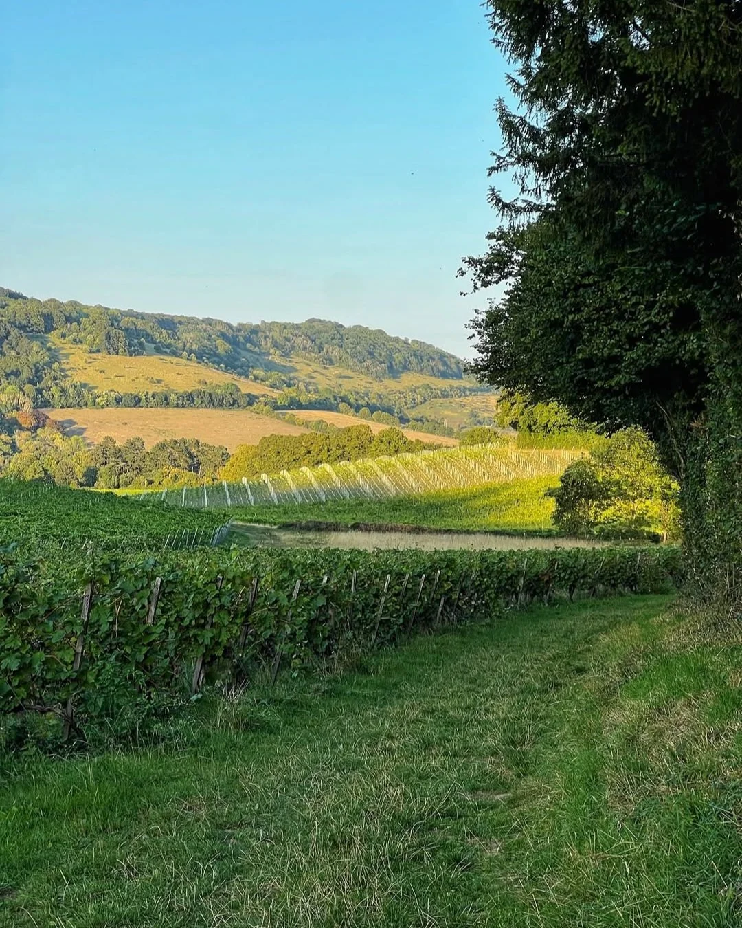 Denbies Wine Estate by @surrey_snaps