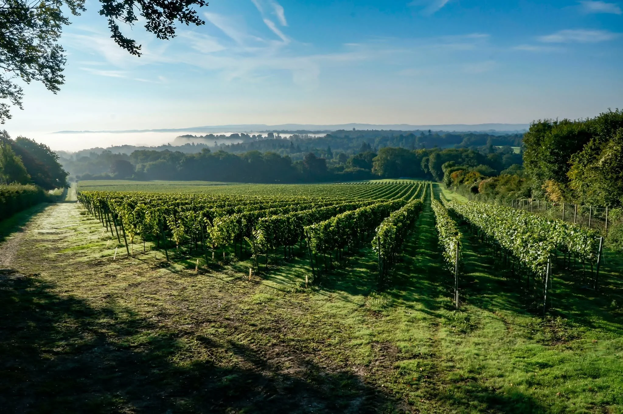 Greyfriars Vineyard in Surrey.jpg