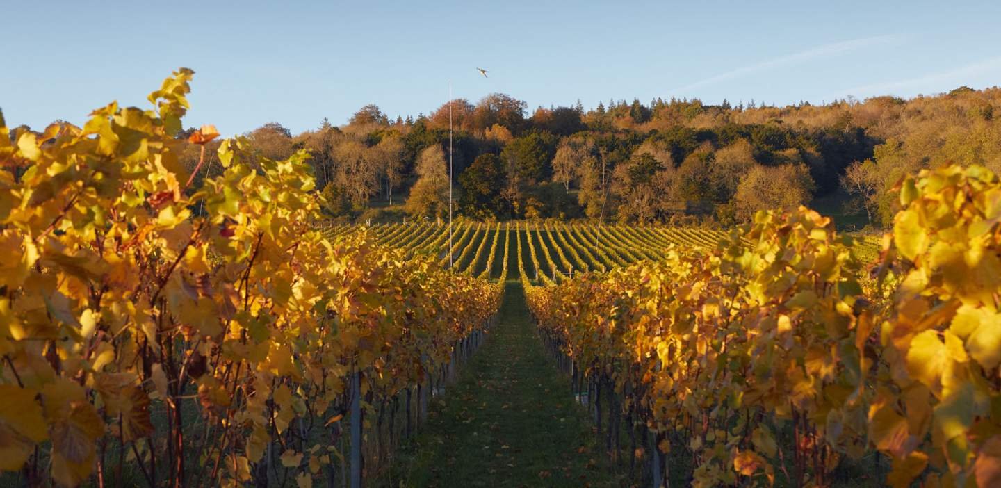 Albury Organic Vineyard near Guildford, Surrey - autumn.jpg