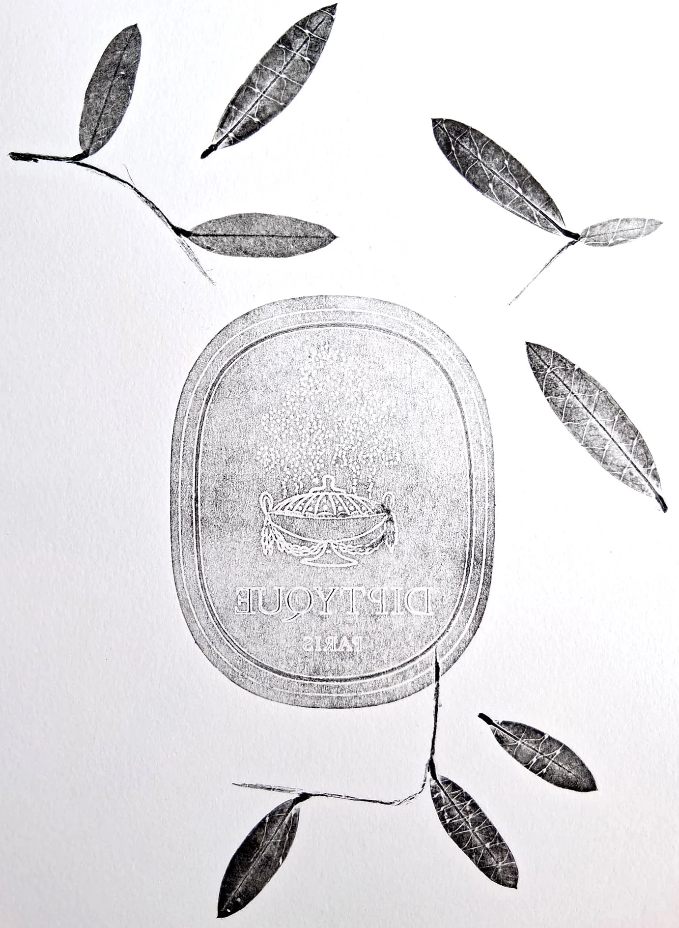 Olive xlb.jpg