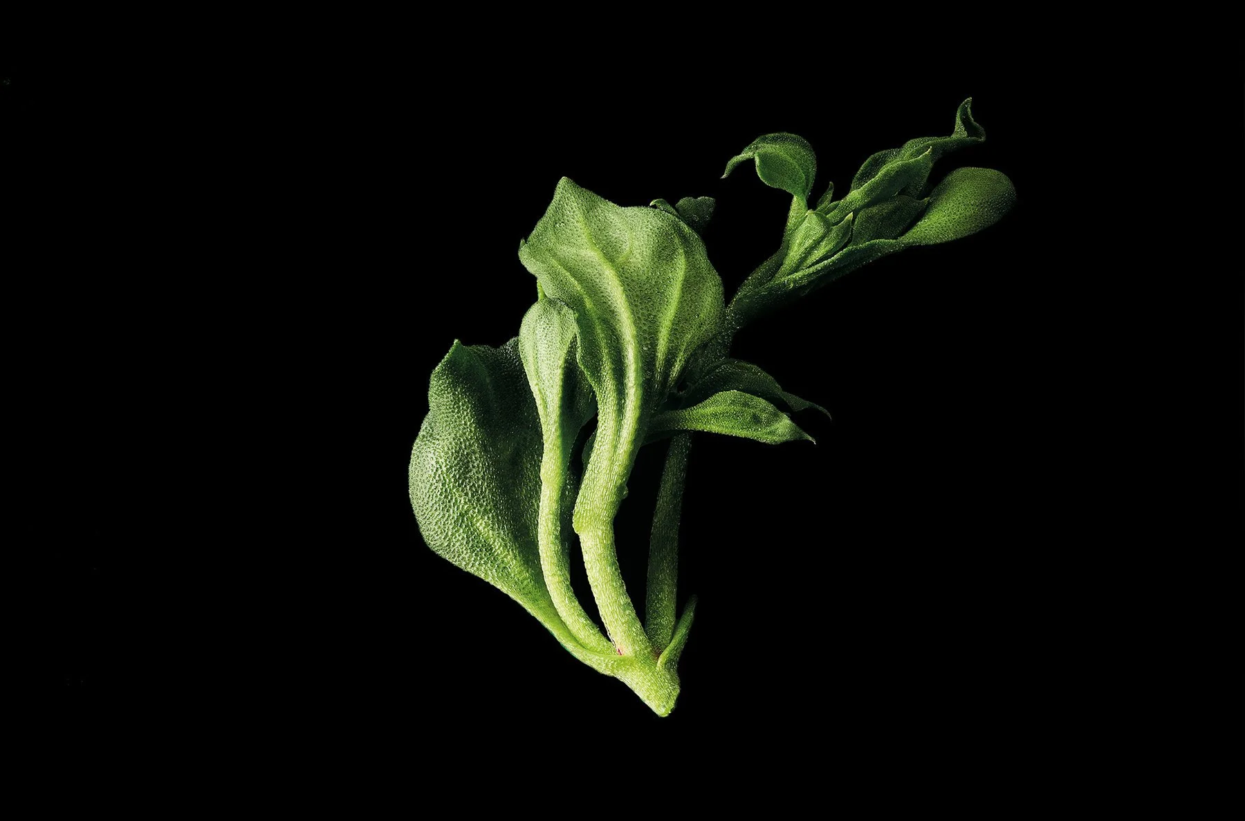 Dancing Salad