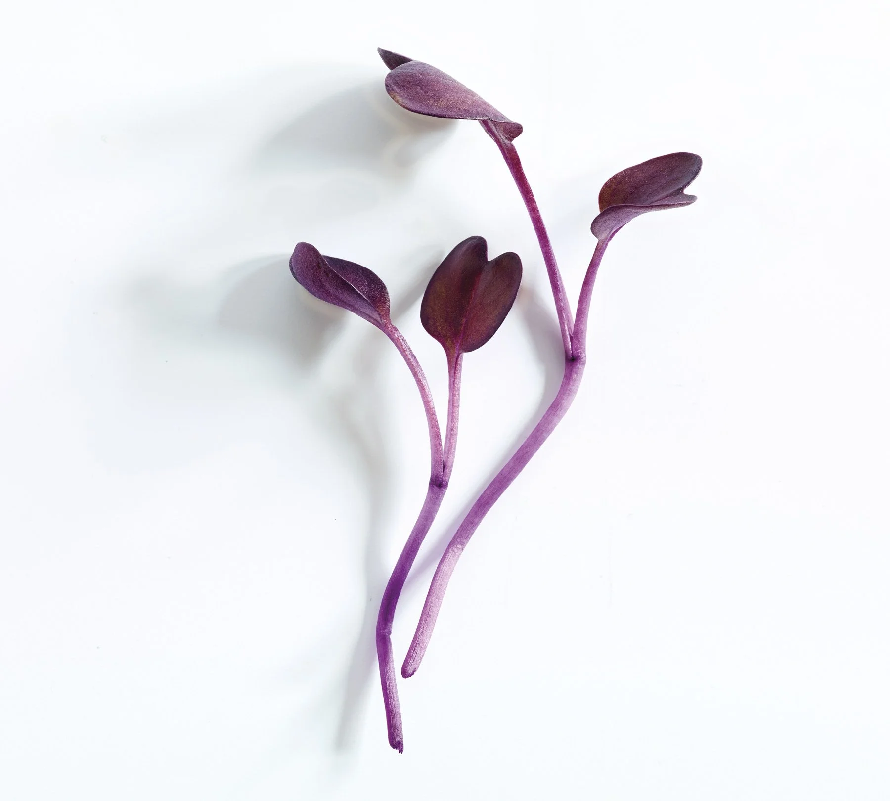 Purple Watercress