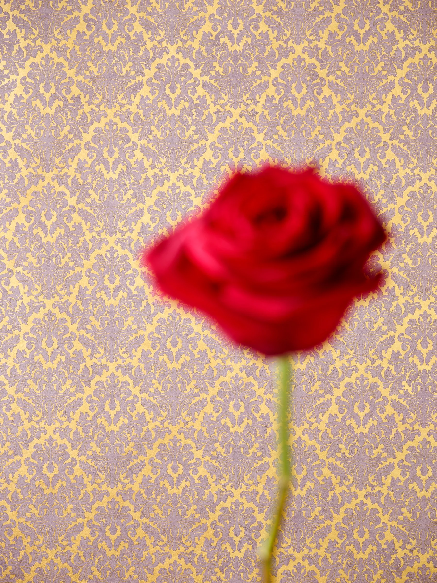 Red Rose