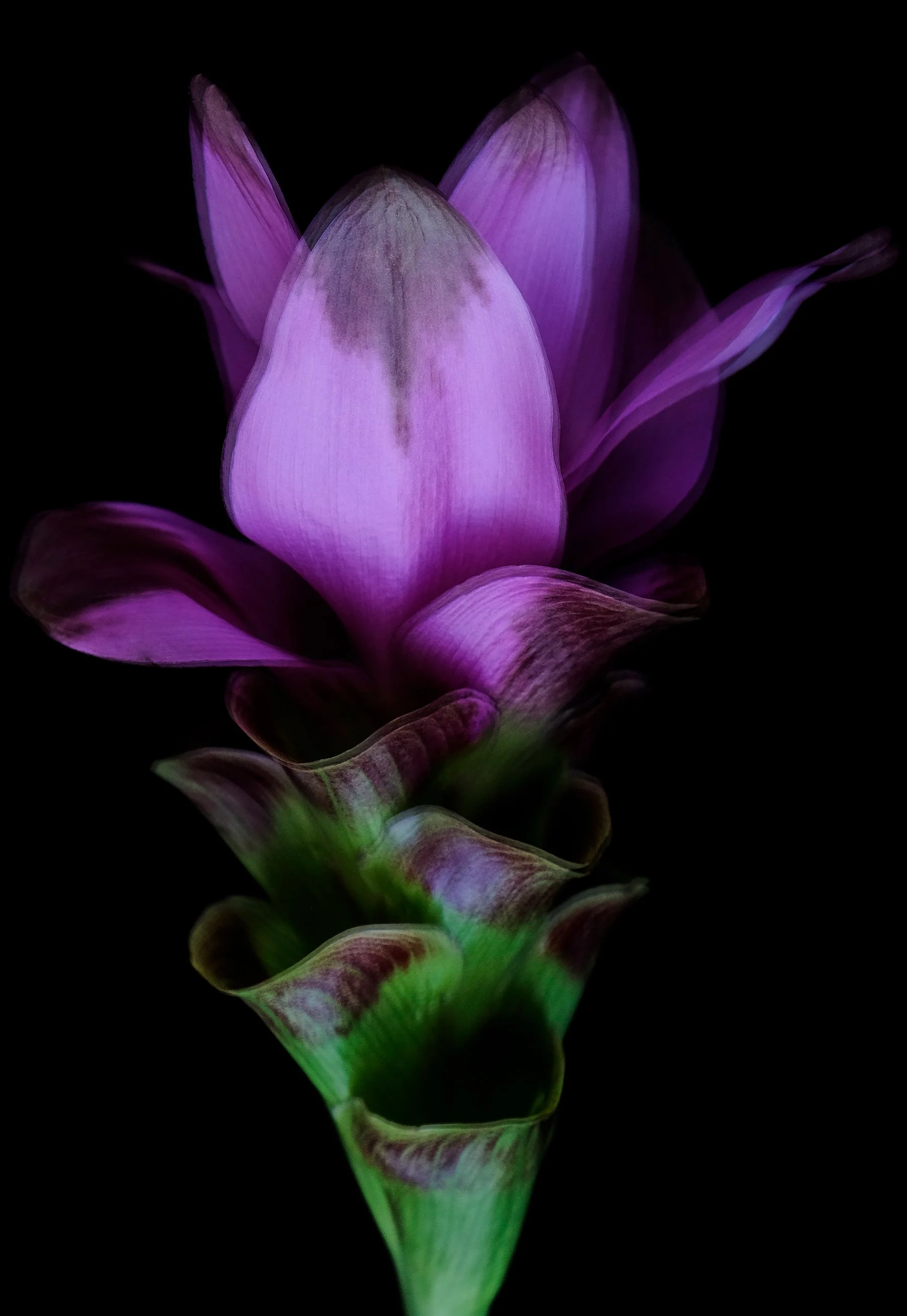 Turmeric Flower