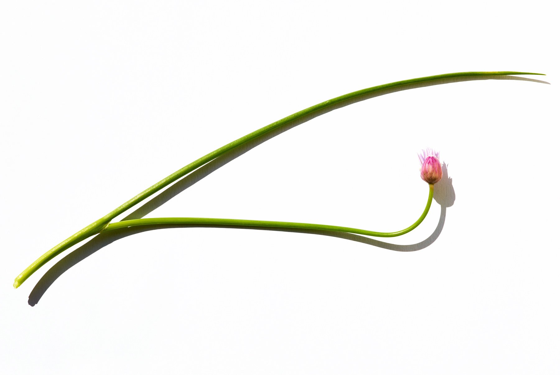 Chive flower