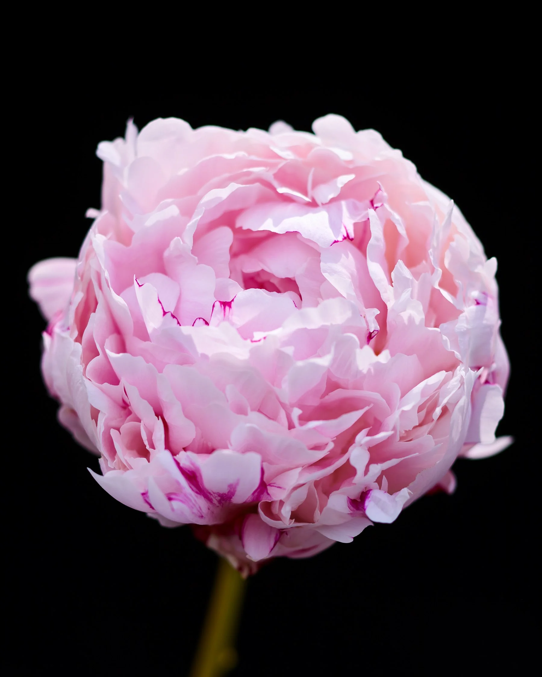Peony