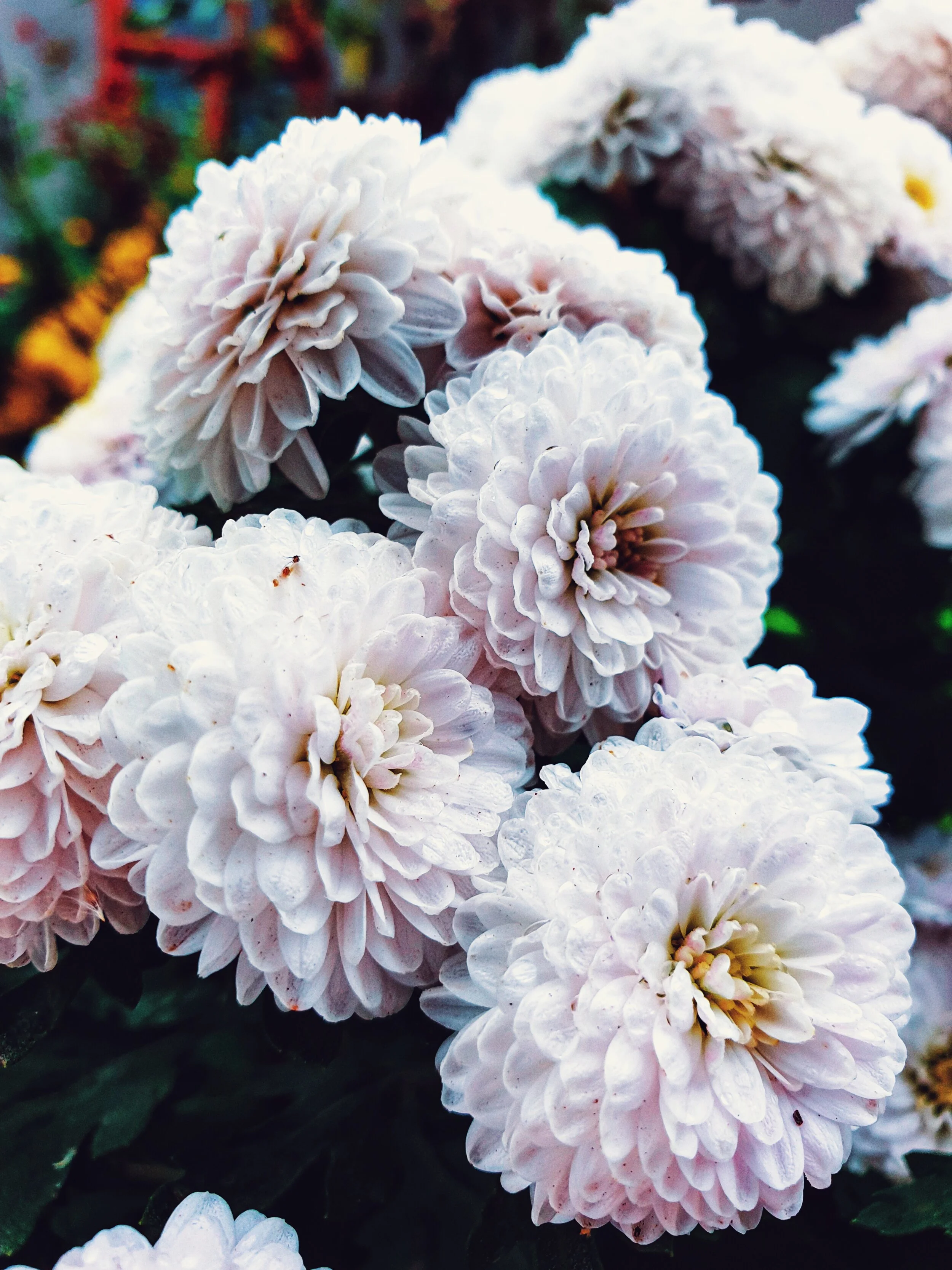 dahliaedinburgh