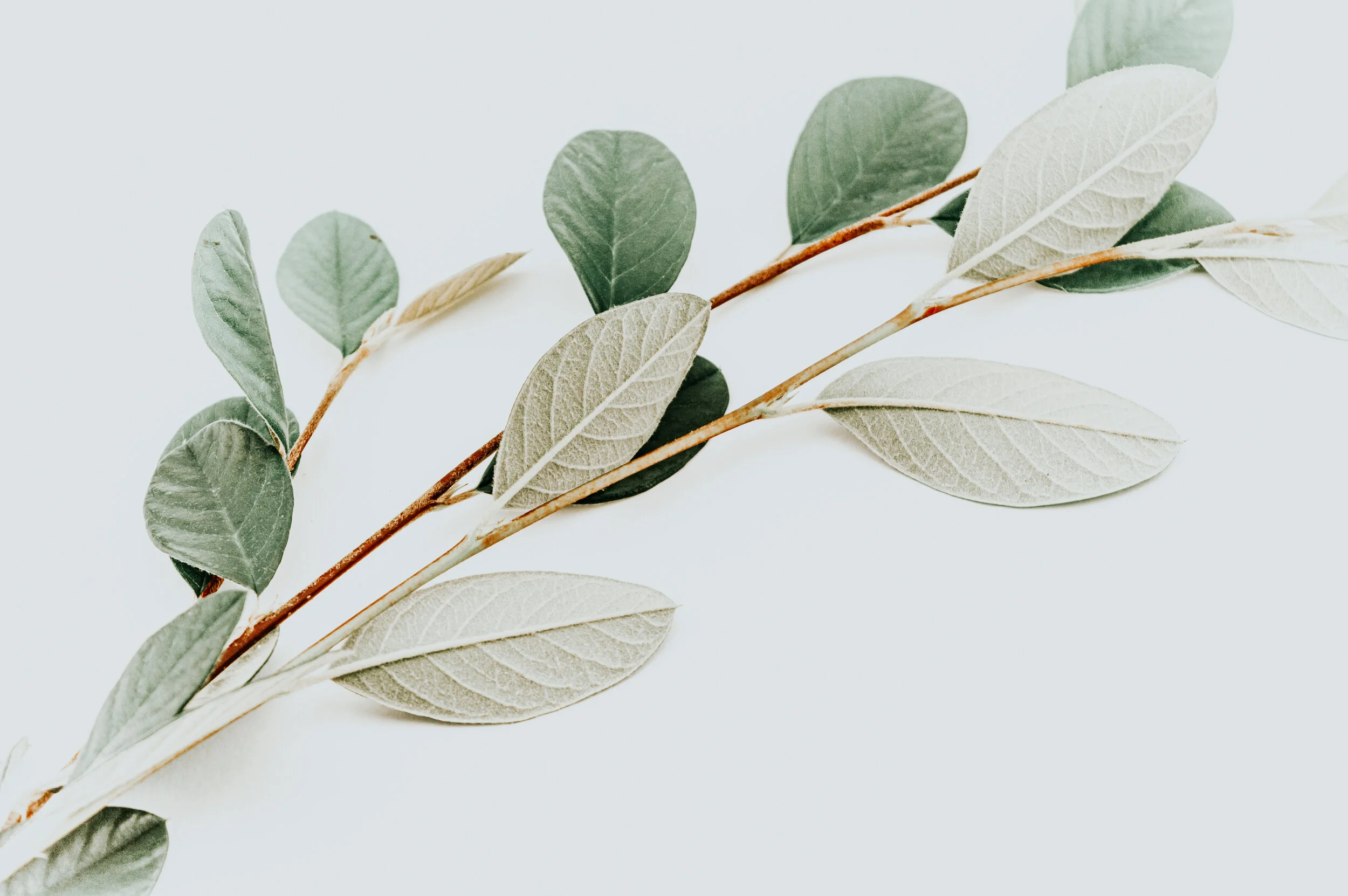 In Feng Shui, it is a big no to have dead plants or dried flowers, regardless of their beauty
