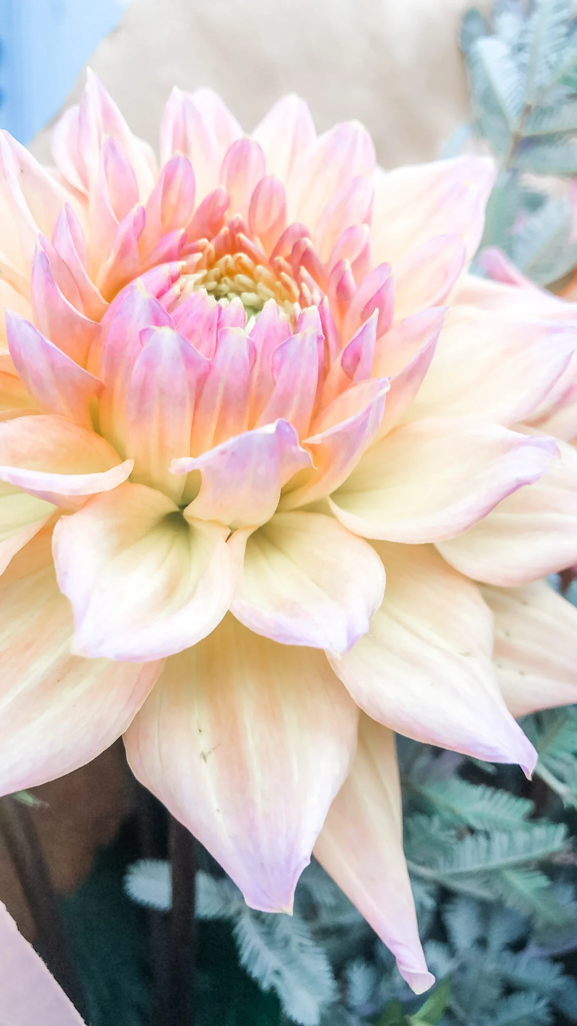 The dahlia that I spotted in Edinburgh Honey Shop