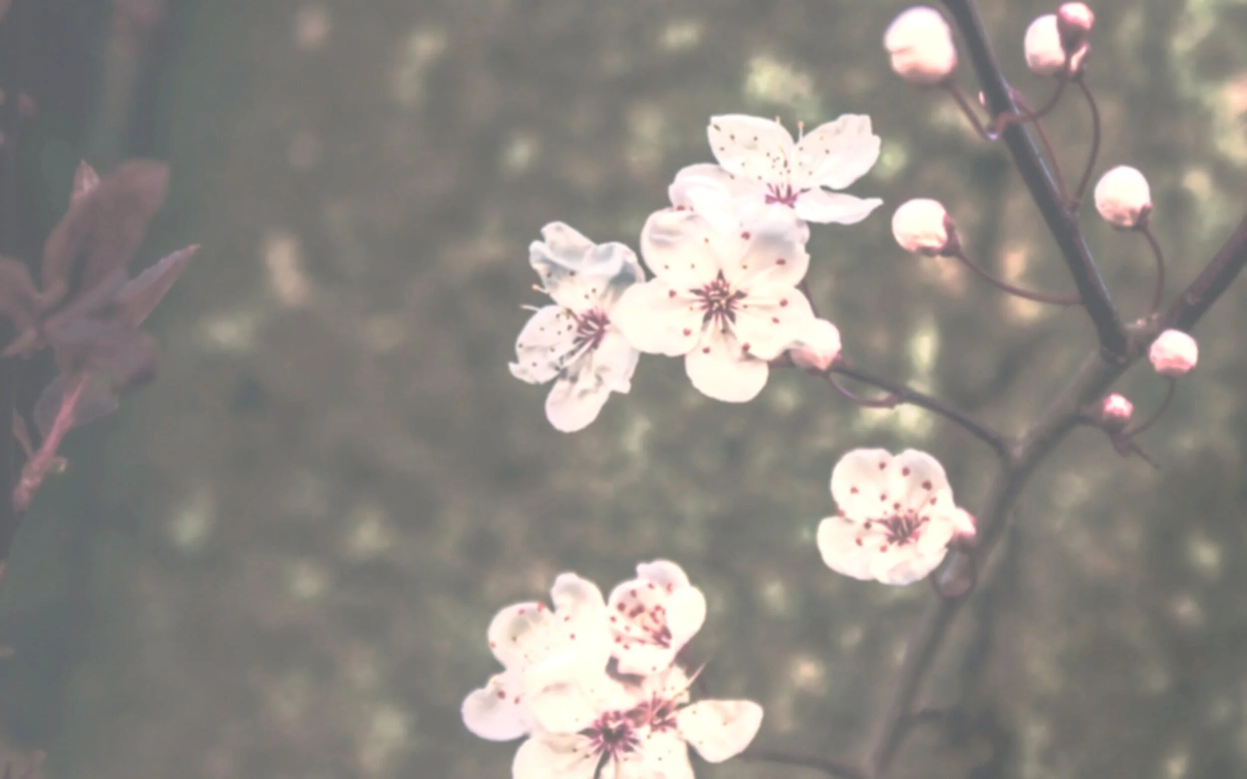 Flowers is one thing I turn to when I’m restless - appreciating how unique each bulb is, makes me feel grounded