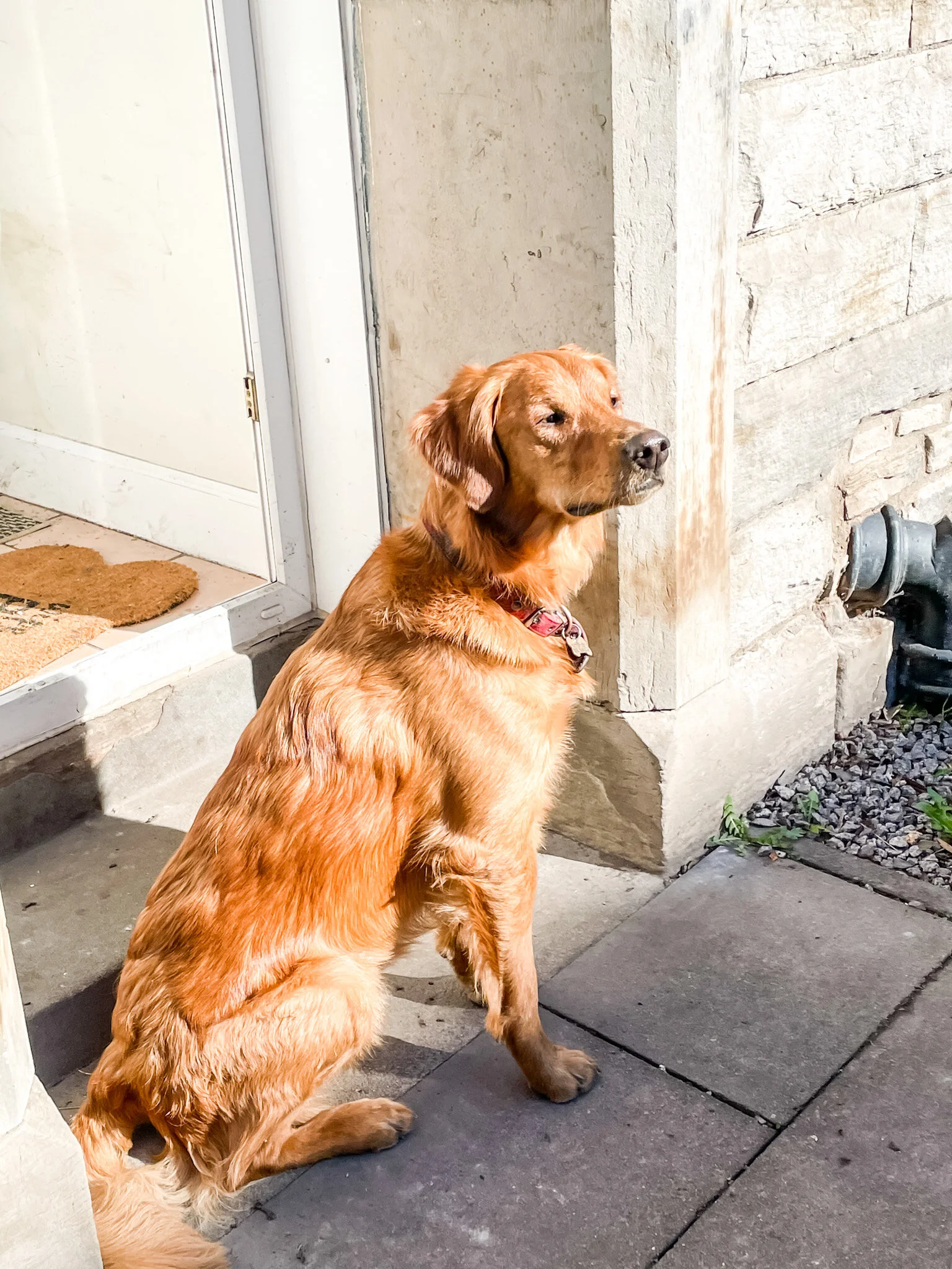 my boy Hendrick - I feel like he could also feel the energy of the home and has taken a long time than I expected to feel settled!