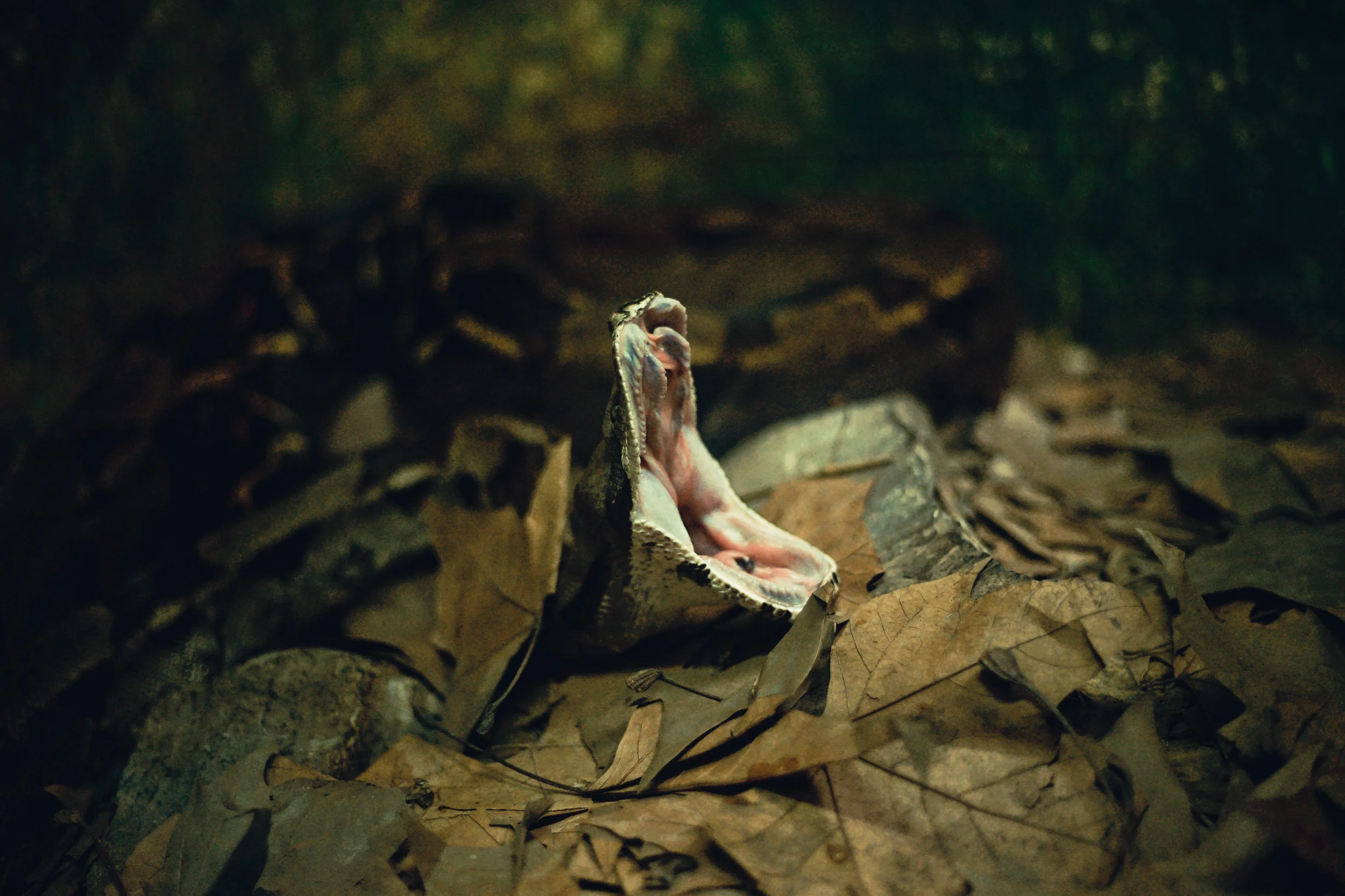 Well, now you stepped on it. That is definitely not cute anymore.