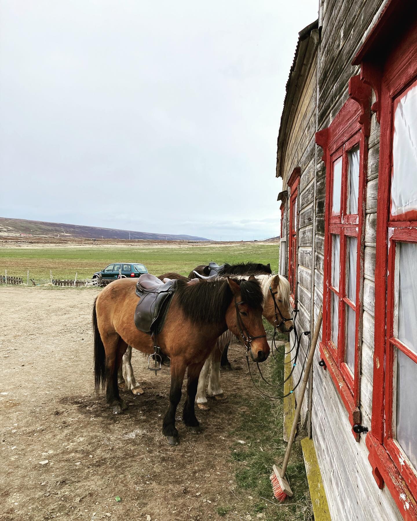 Ready for a morning ride 

#icelandichorses #icelandichorse #isl #islandpferd #icelandichorsesofinstagram #iceland #horsesoficeland #horsesofinstagram #islandsh #nder #horse #horses #st #t #islandpferde #islandshest #lt #equestrian #pferd #touristini