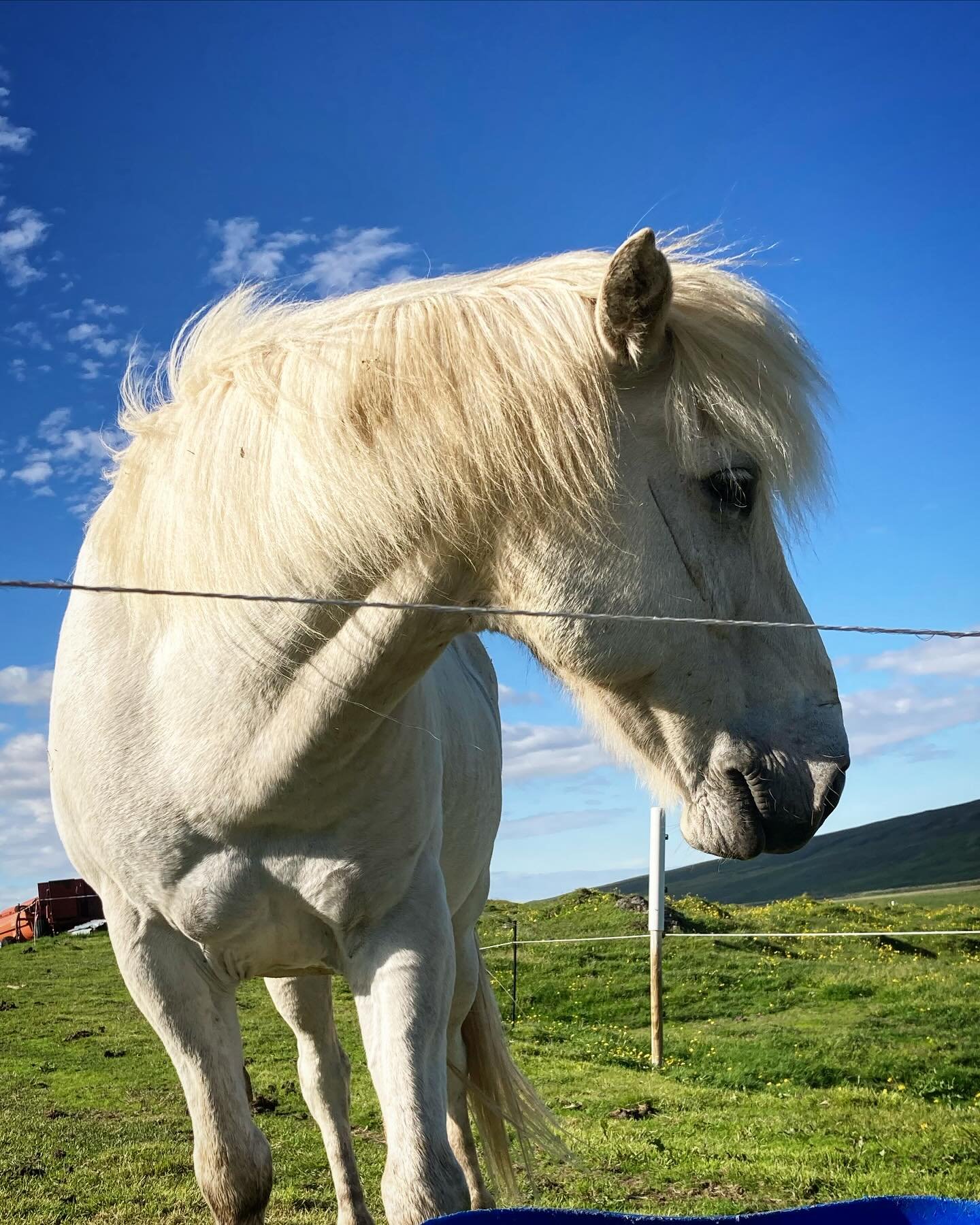 F&aacute;fnir, one of the best horses, great for everyone ❤️

#icelandichorses #icelandichorse #isl #islandpferd #icelandichorsesofinstagram #iceland #horsesoficeland #horsesofinstagram #islandsh #nder #horse #horses #st #t #islandpferde #islandshest