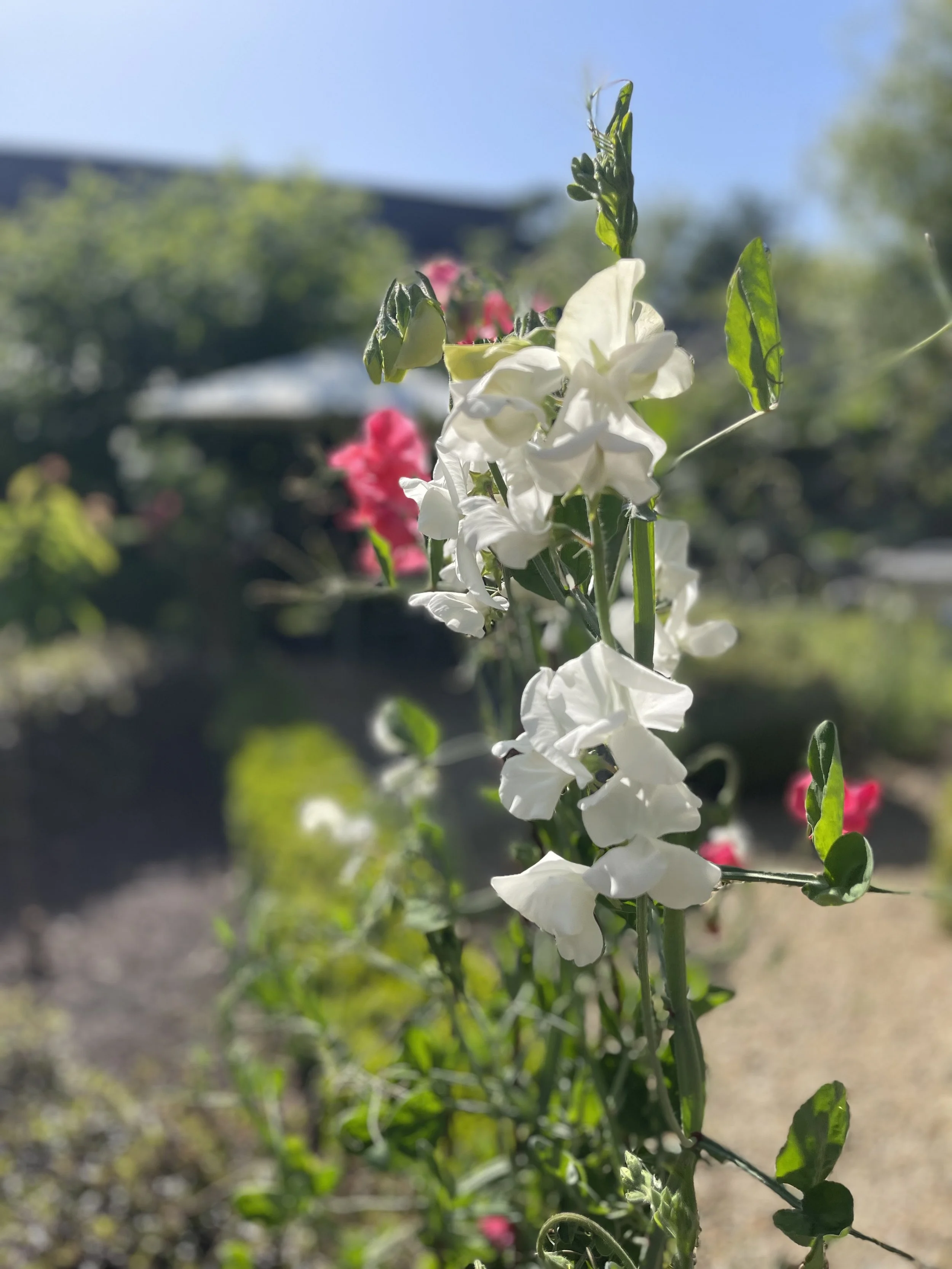 IMG_3717.jpeg