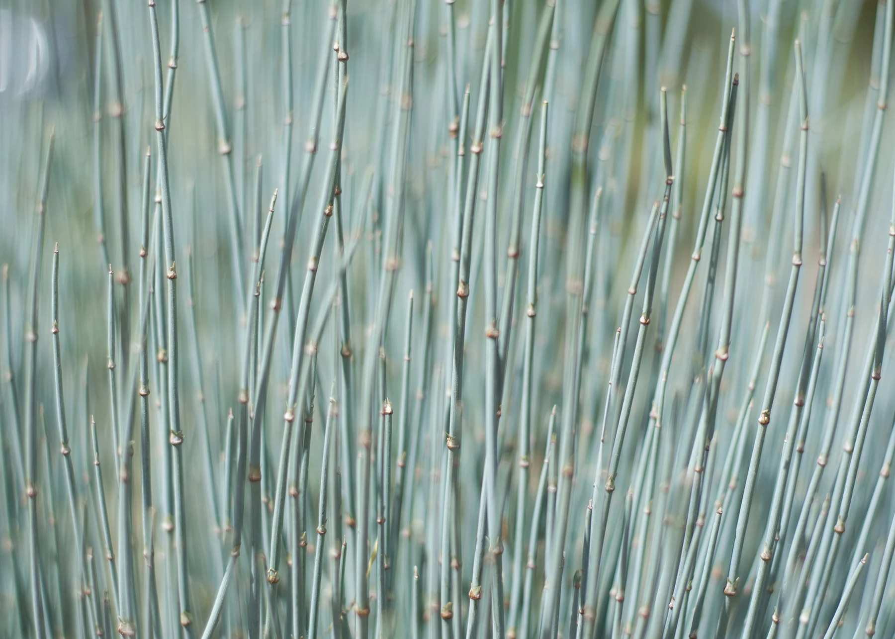 sfbotanic.jpg