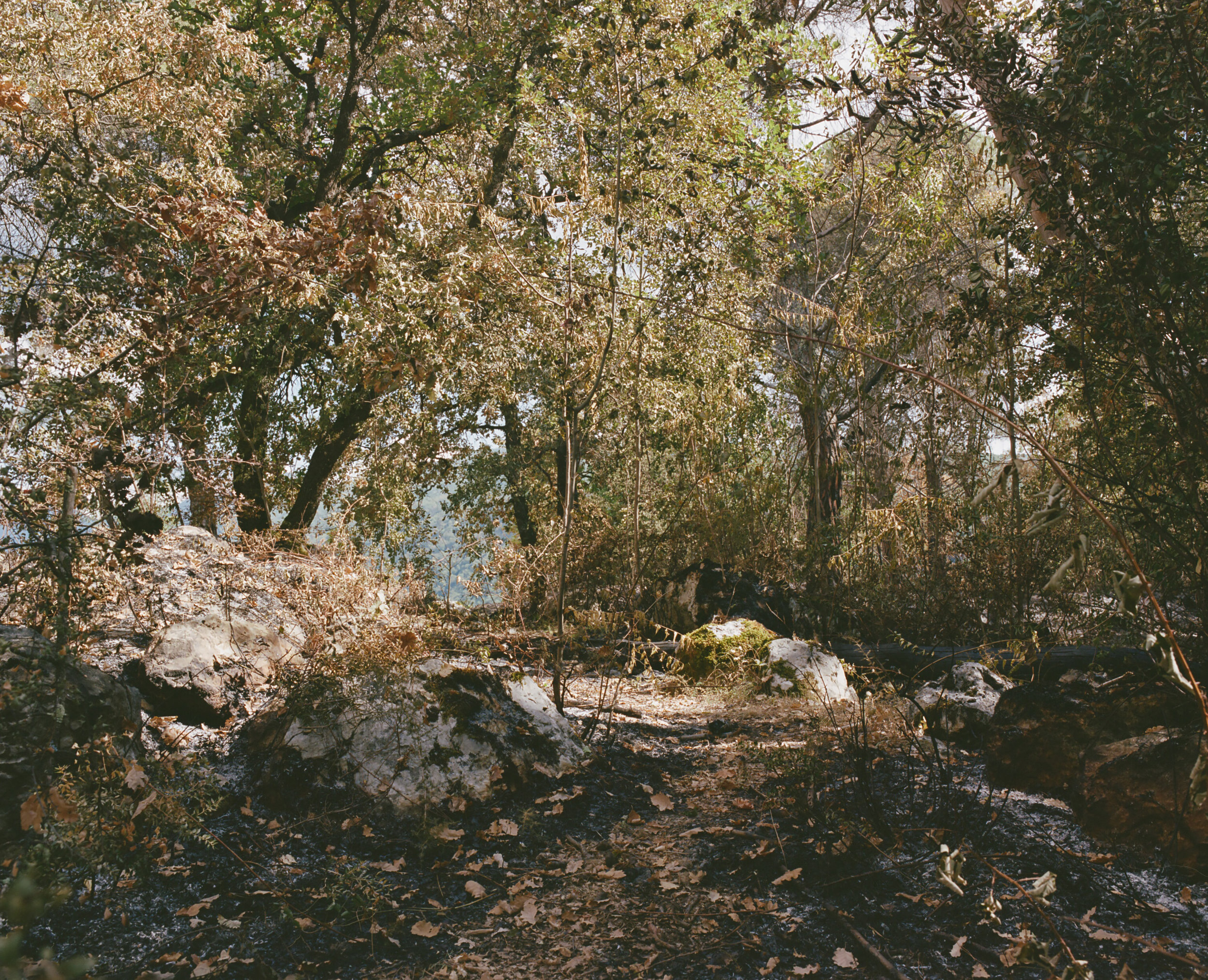 ForestPath.jpg