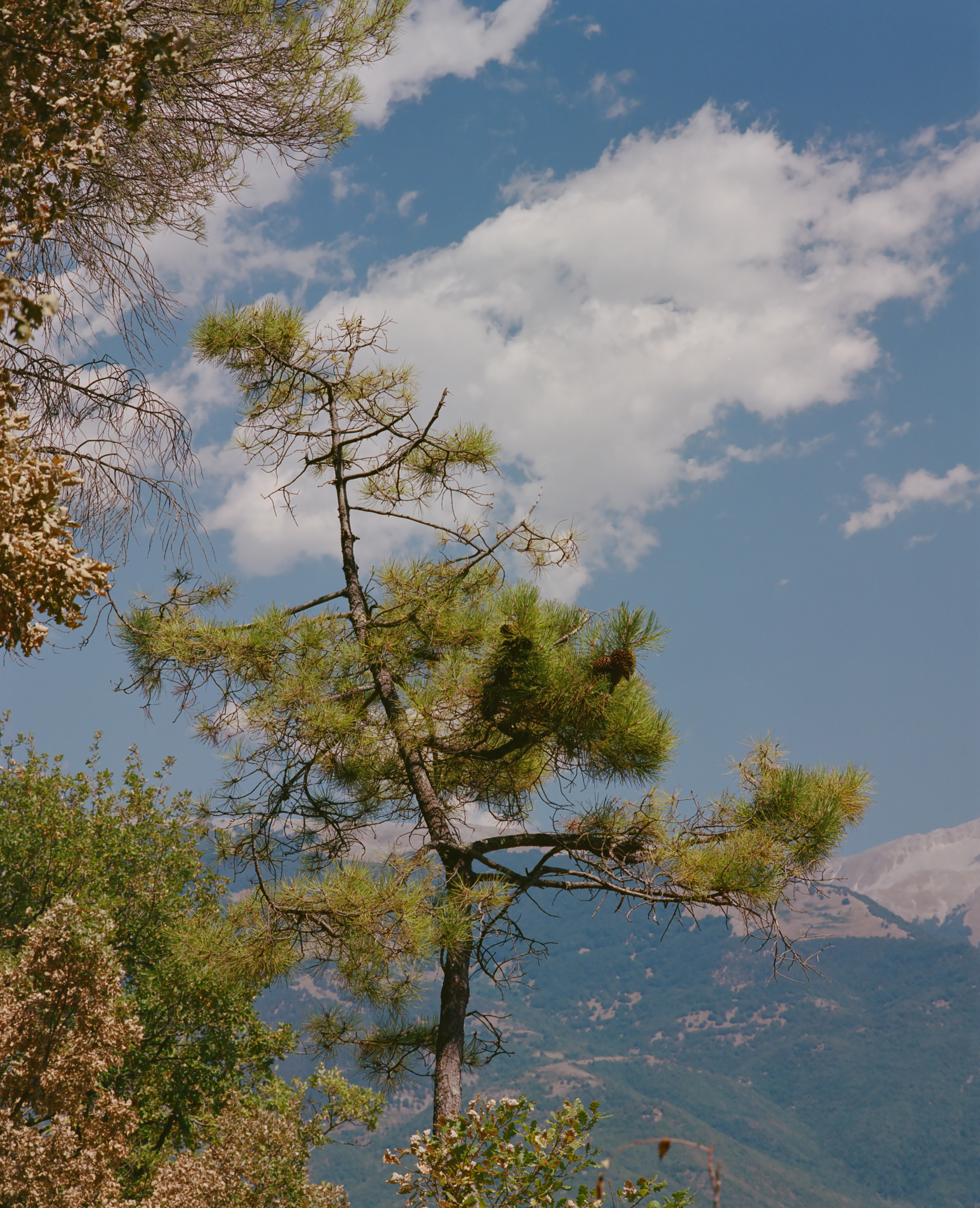 Tree.jpg
