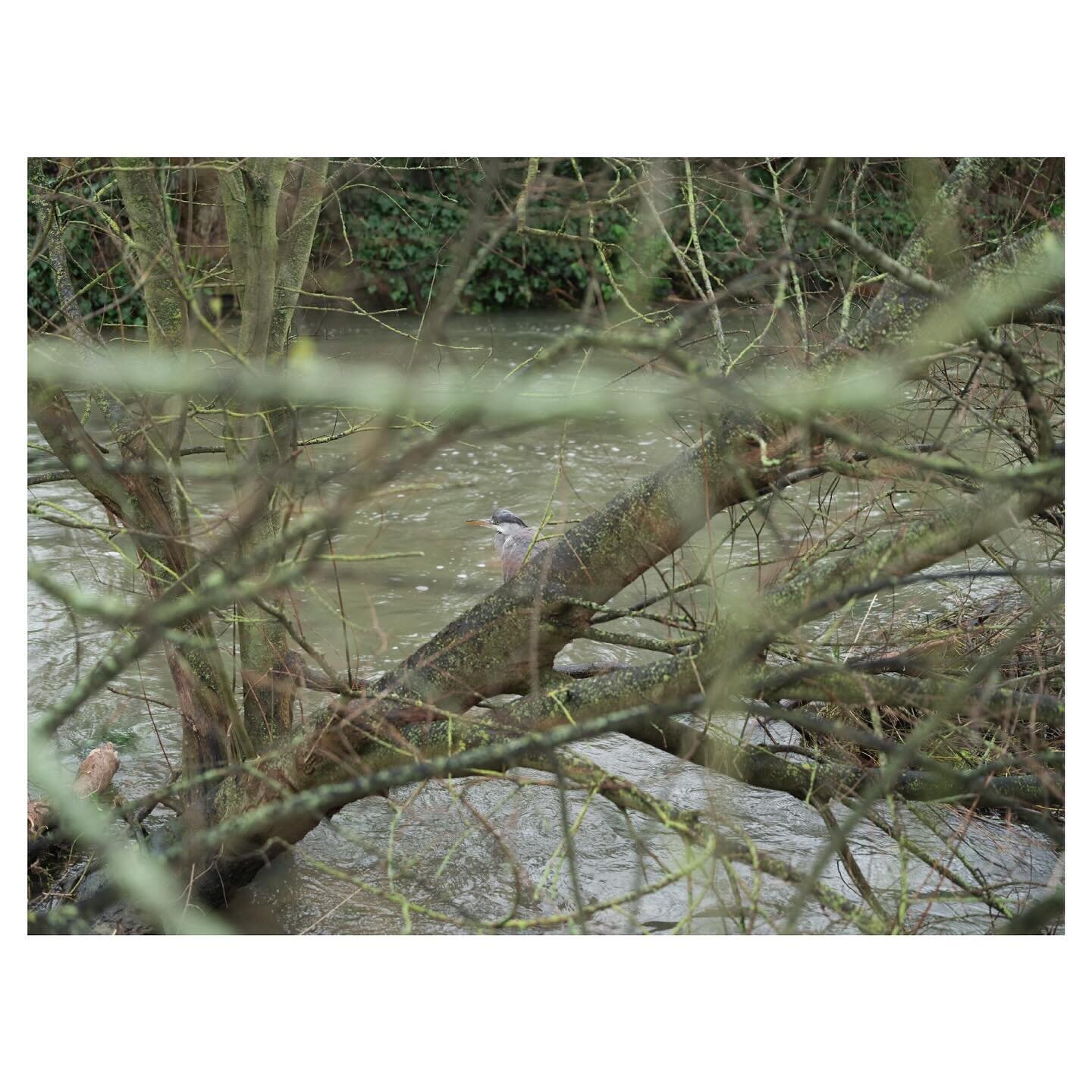 Hard of heron.
.
.
.
.
.
#heron #birds #birdsofinstagram #riverstour #canterbury #hardofhearing #nonopticalzoom #fujifilm #gfx100s