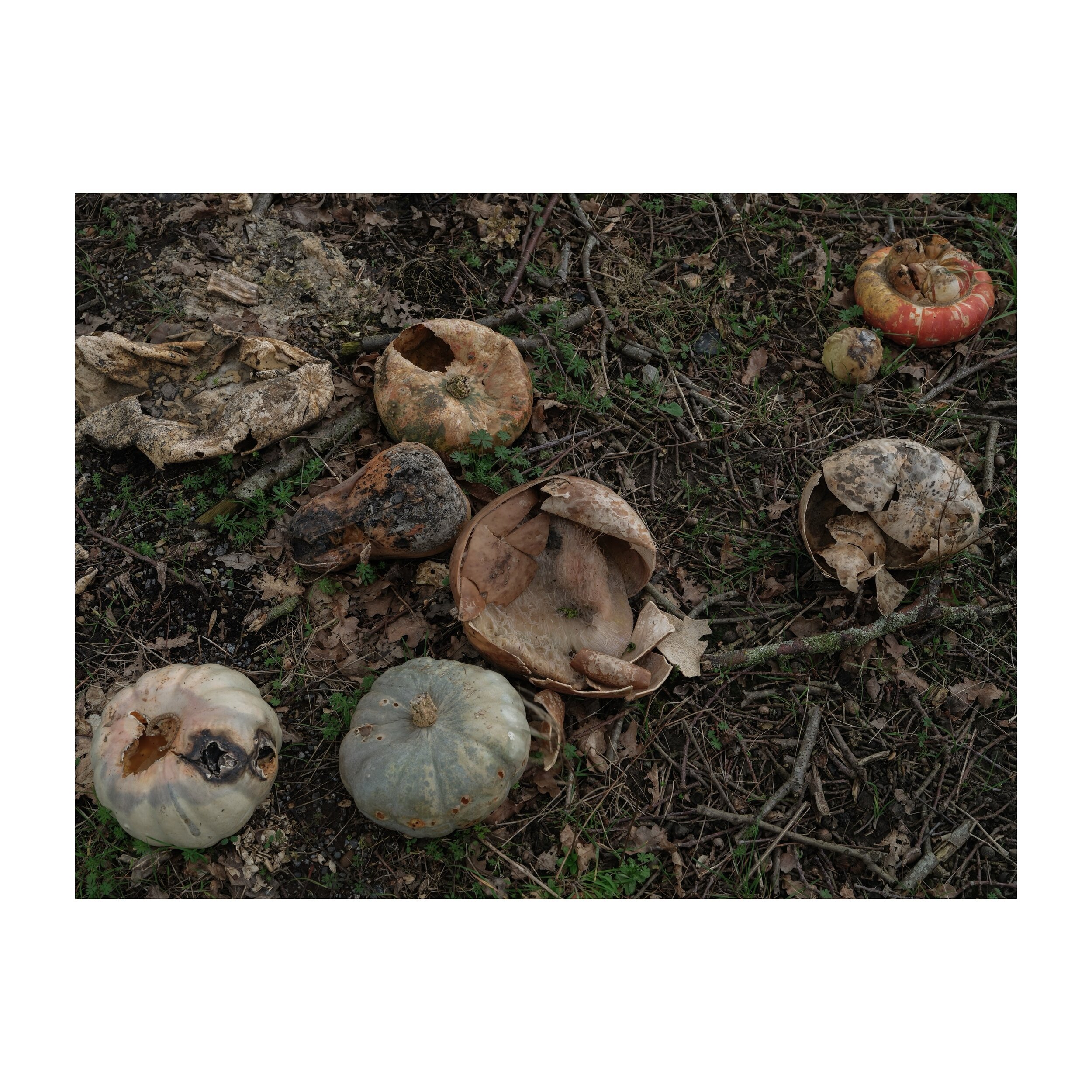 Untitled still life.
.
.
.
.
.
#stilllife #stilllifephotography #bucolic #squash #pumpkin #gfx100s #fujifilm #foundstilllife