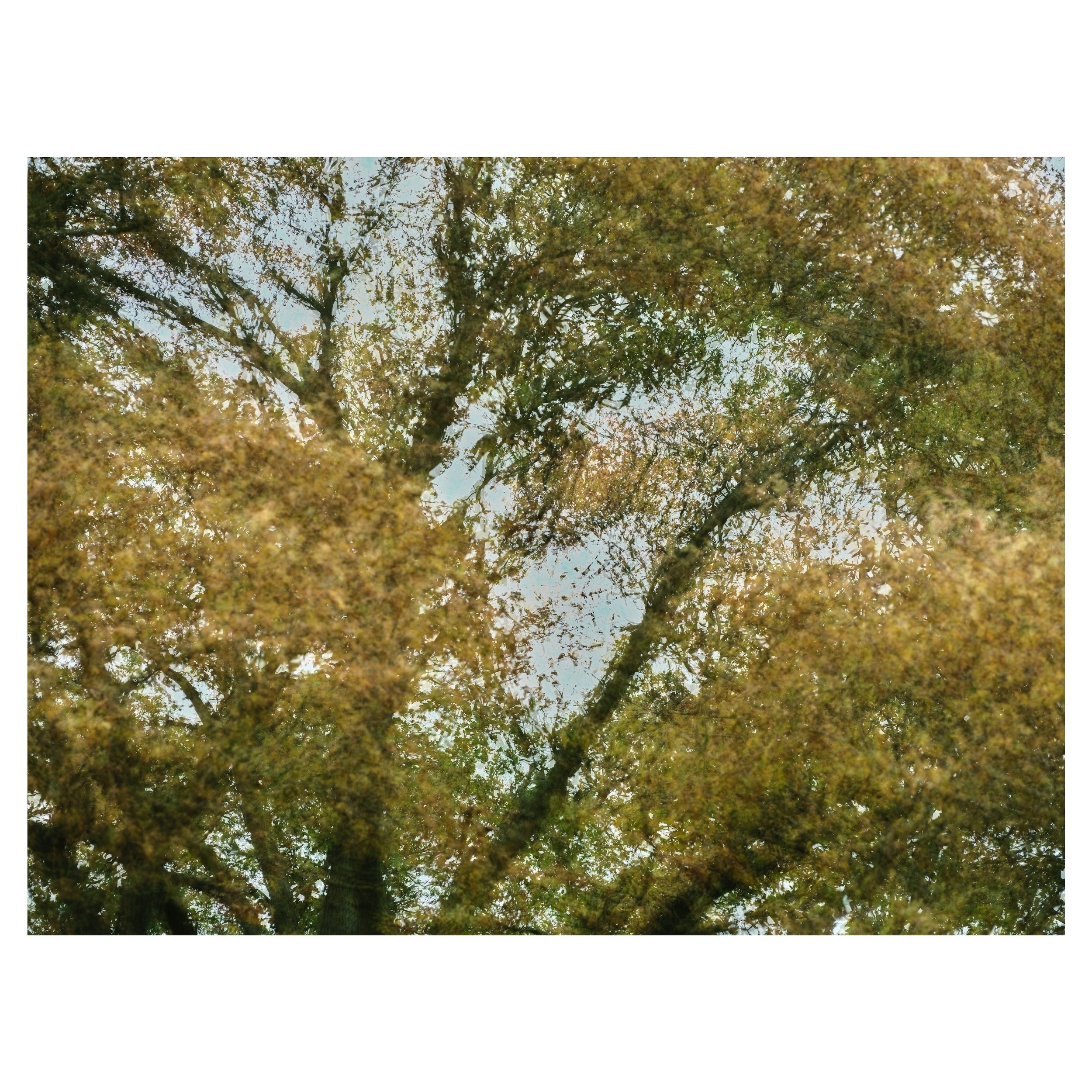 Tree vibrations.
.
.
.
.
.
#tree #treesofinstagram #landscape #treescape #multiexposure #weather #wind #time #fujifilm #gfx100s #wip