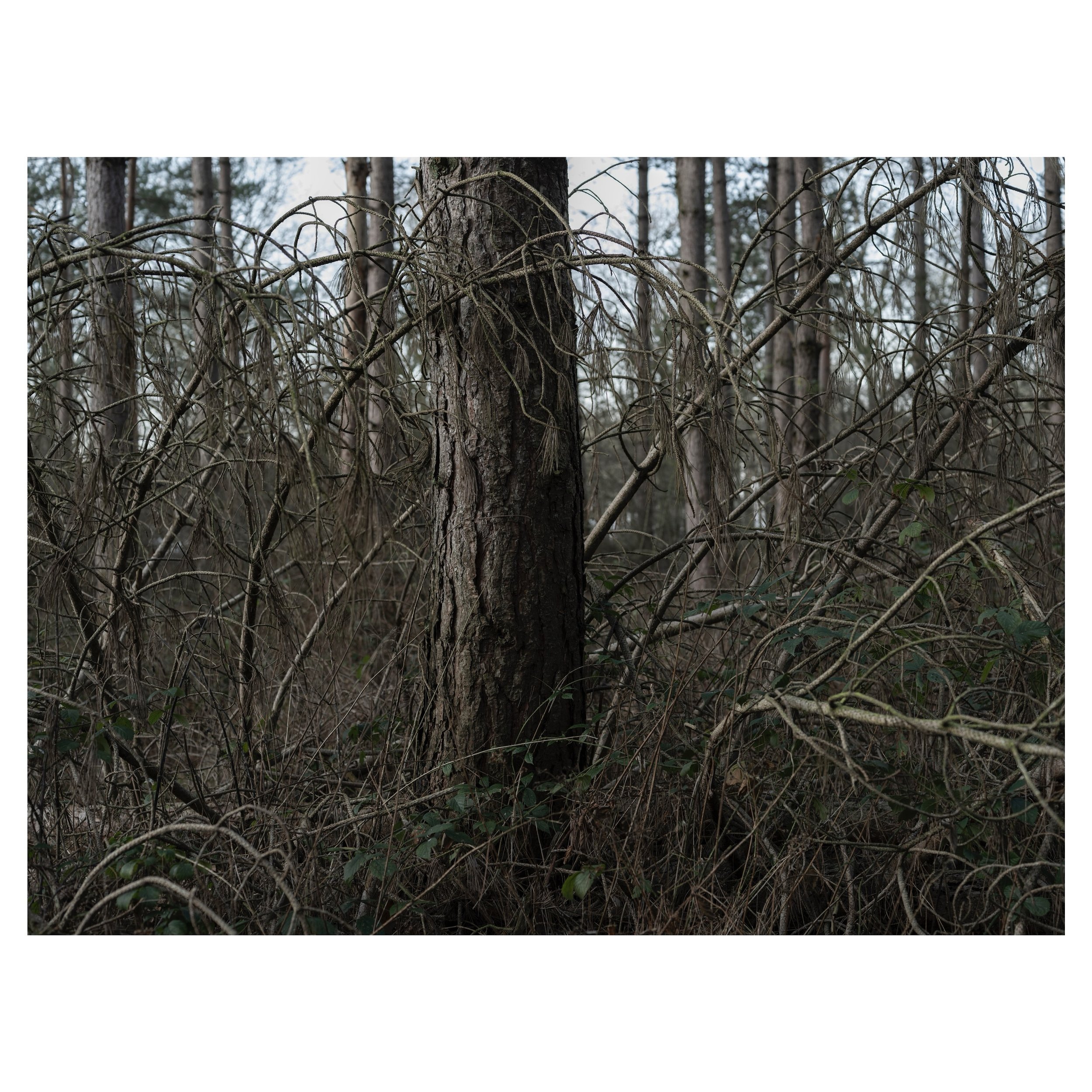 Tree.
.
.
.
.
.
#tree #treesofinstagram #forest #pinetree #gfx100s @pale.blue.dot.collective @fermynwoods @louise.beer