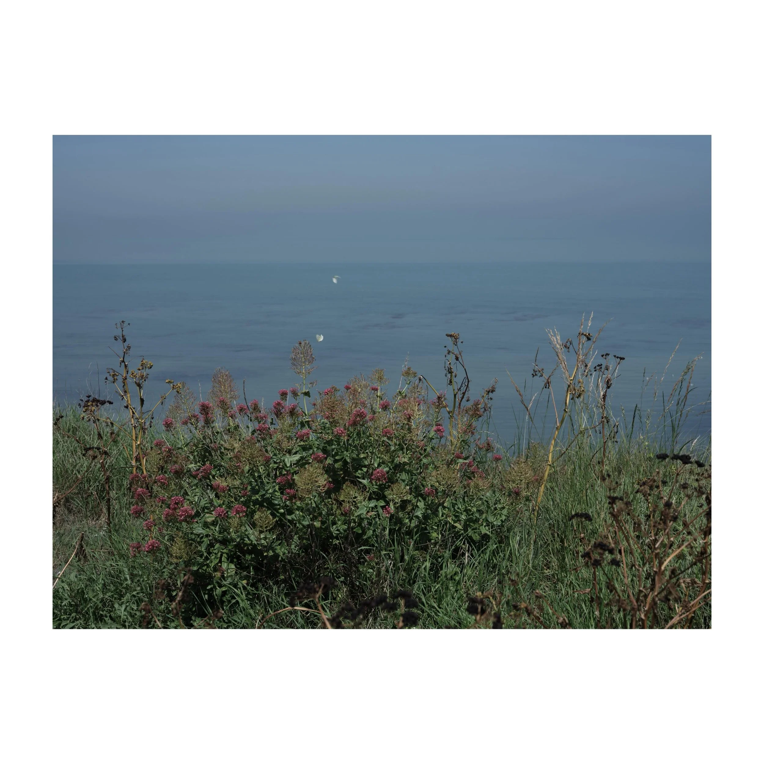 174/376 
Red Valerian and two butterflies.
.
.
.
.
.
#redvalerian #sea #butterfly #horizon #fujifilmgfx100sii