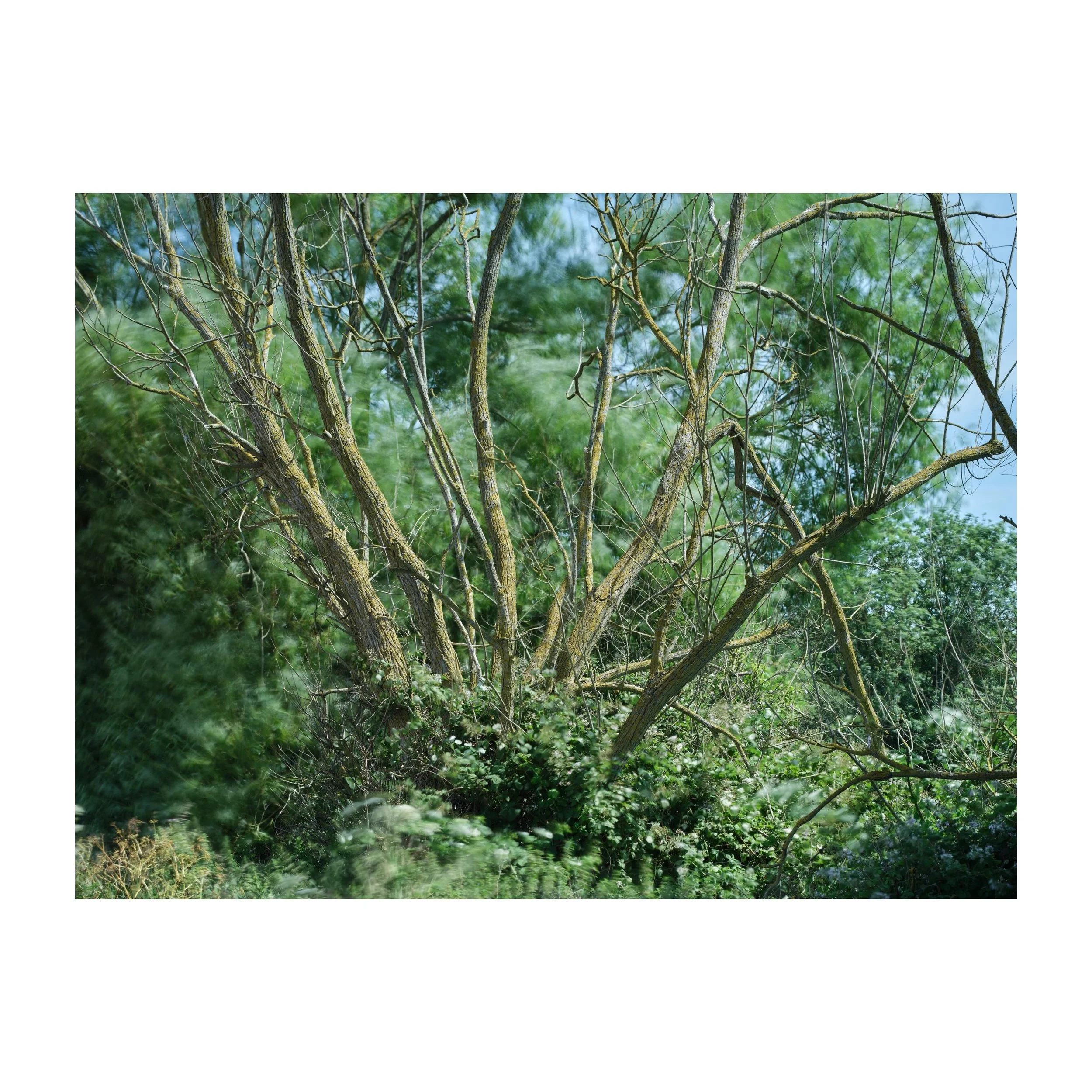177/365
The great benefit of the strong light, despite it bringing heat and disruption to all the creatures living within the bushes, is the ability to shoot long exposure at smaller apertures. 
.
.
.
.
.
#longexposure @leefilters #bigstopper #trees 