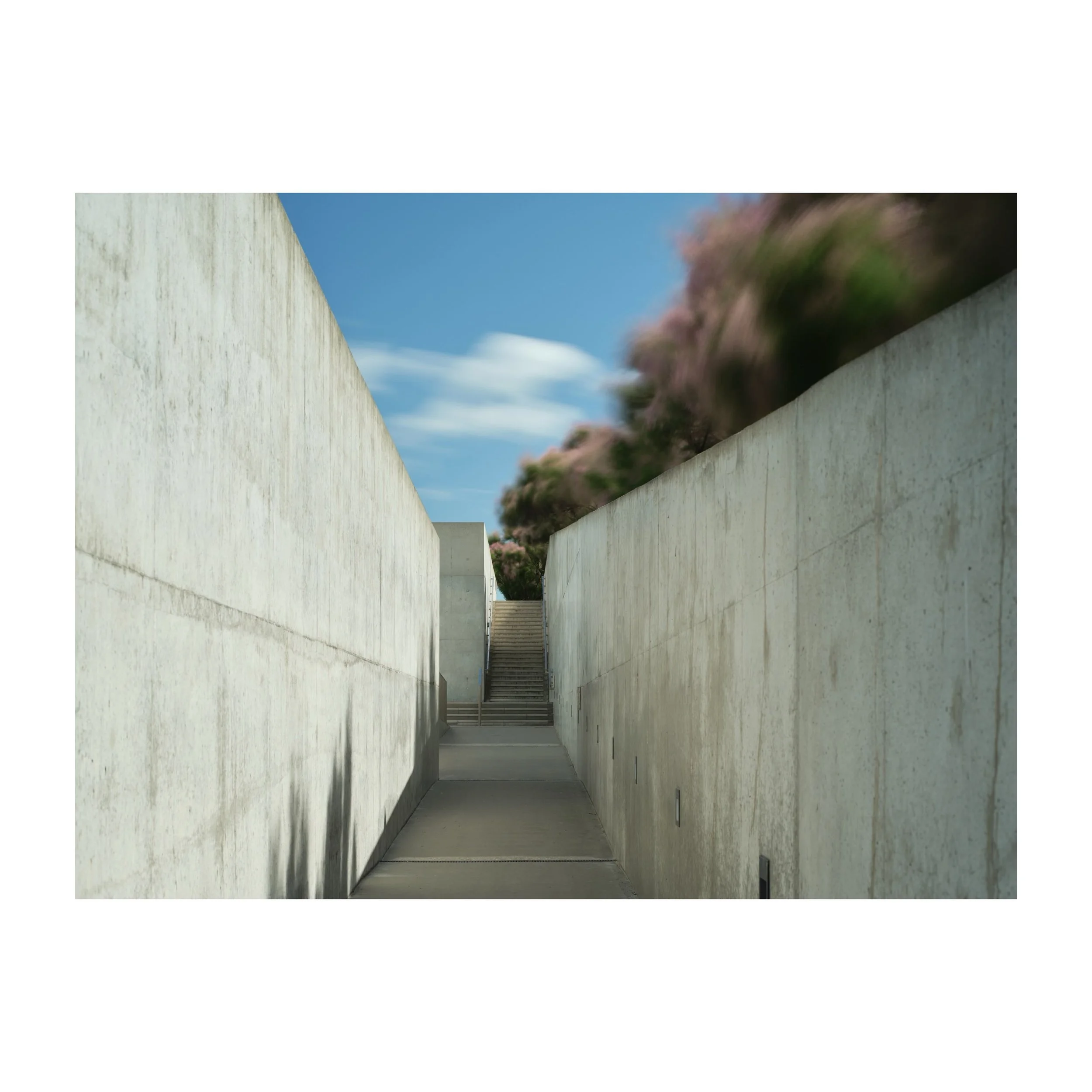 183/365
Tamarisk Breaching the concrete walls of Turner Contemporary.
.
.
.
.
.
Long exposure with a shifted 75mm Pentax 645 75mm lens, big Stopper and polariser @leefilters 
@turnercontemporary #concrete #architecture #concretecorrridor #tamarisk #g