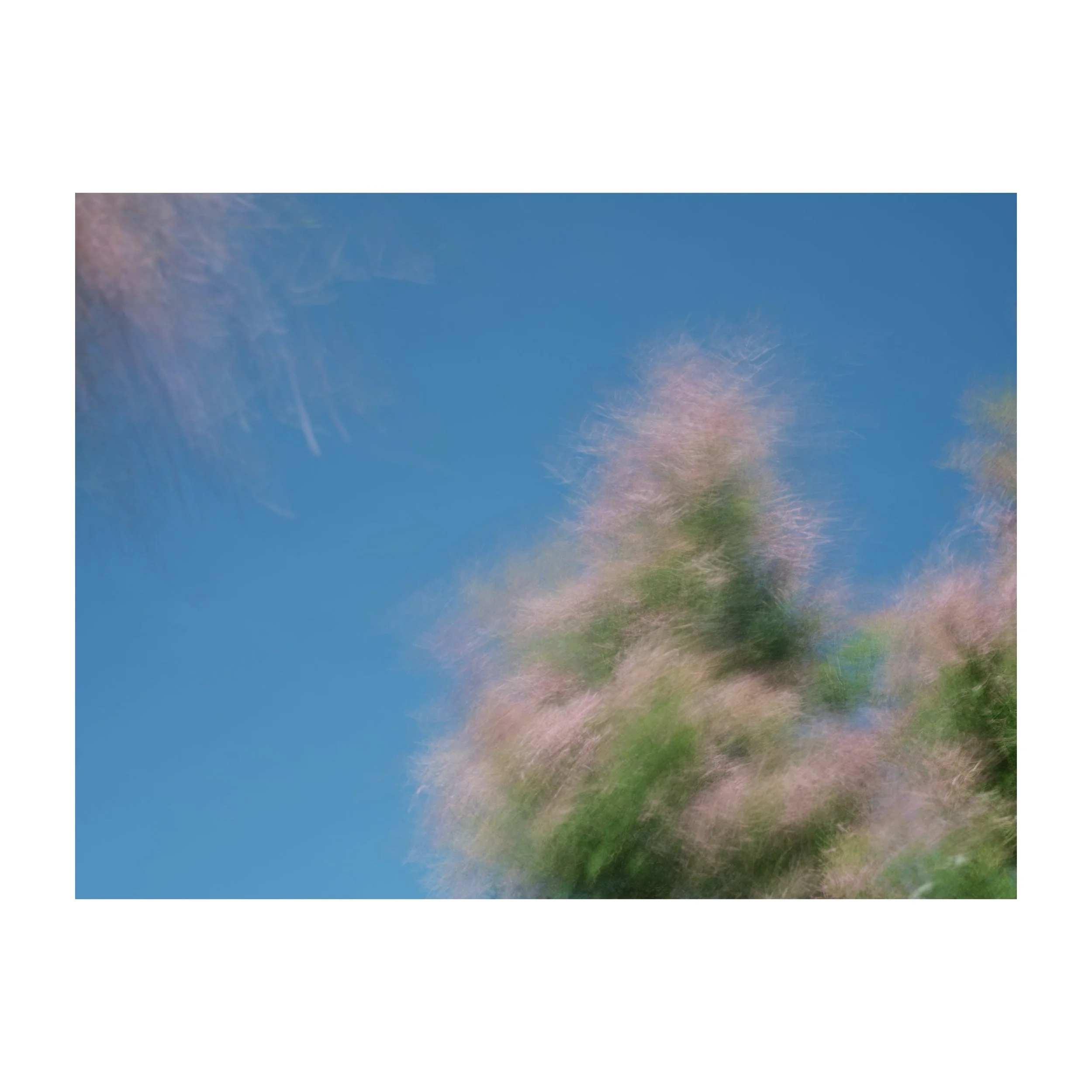 Tamarisk wave. I love these shrubs, they stand alongside the road in front of the @turnercontemporary waving in the wind at the tourists passing by. 
.
.
.
.
.
#turnercontemporary #tamarisk #shrub #plants #bluesky