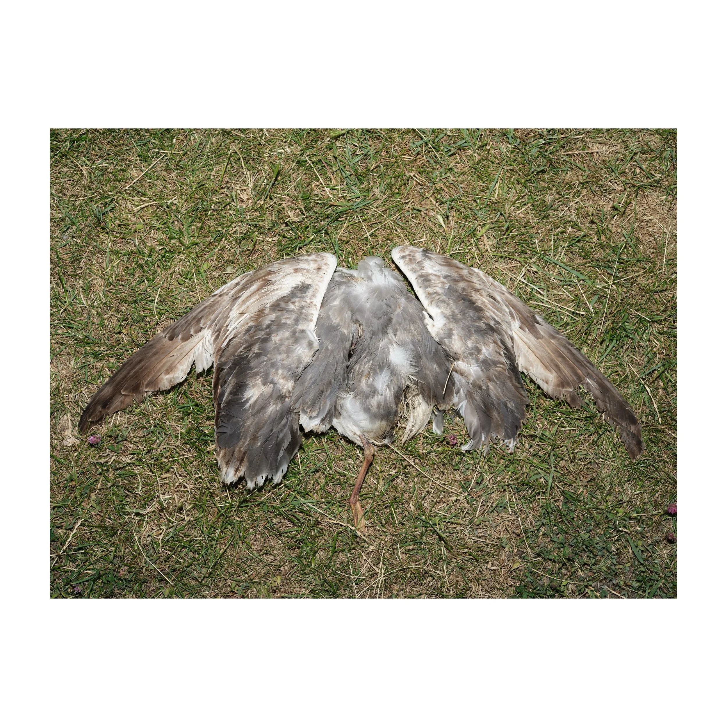 184/365
Last flight for this poor juvenile Herring gull.
.
.
.
.
.
#lastflight #herringgull #wildlife #seabird #deadbird