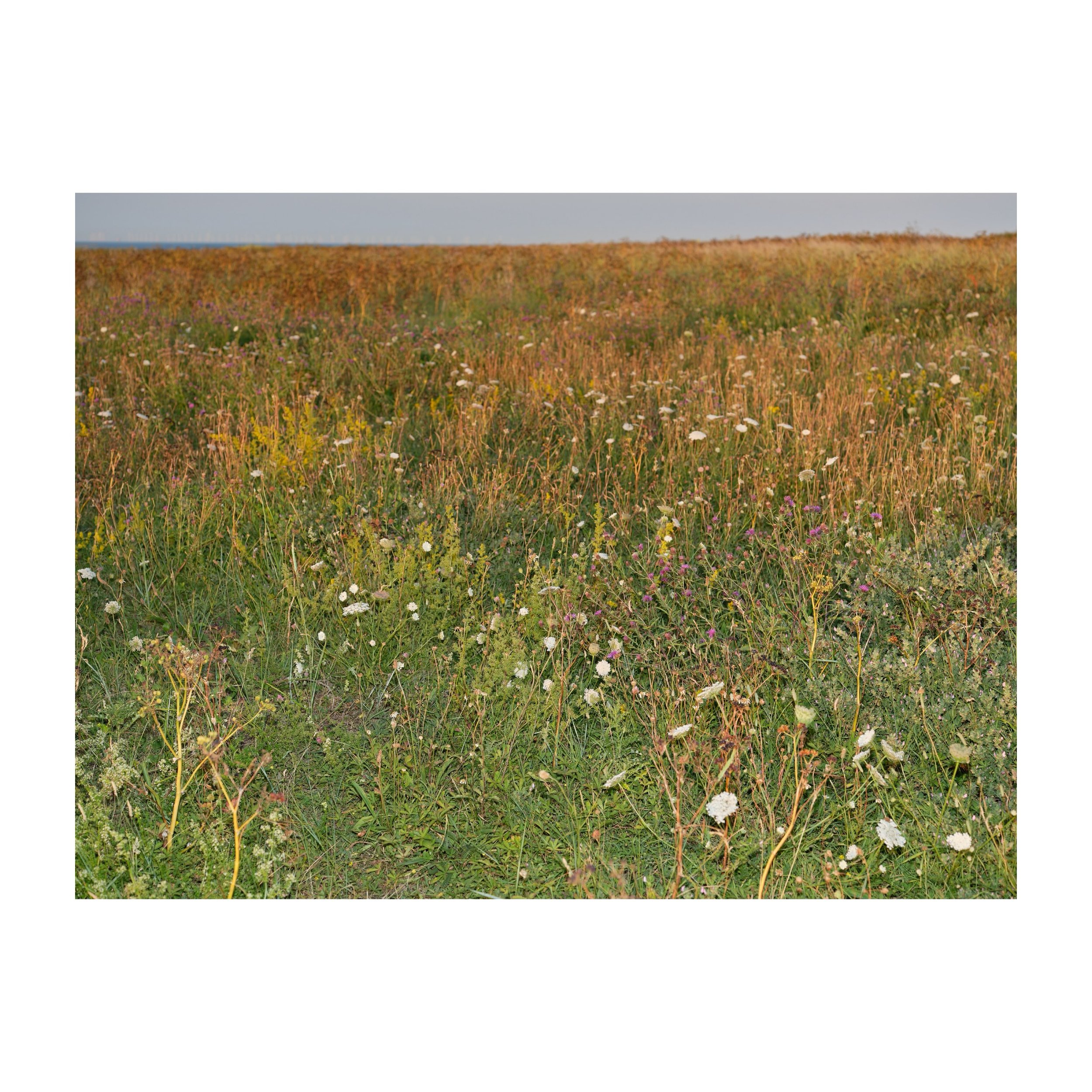 Wildflower field, so much more beautiful than cut grass. There are budget benefits and wild fields are cooler and retain more moisture than cut grass on top of all the other benefits to wildlife.
@kcc_kent @thanetdistrictcouncil 
.
.
.
.
.
#nomow #wi