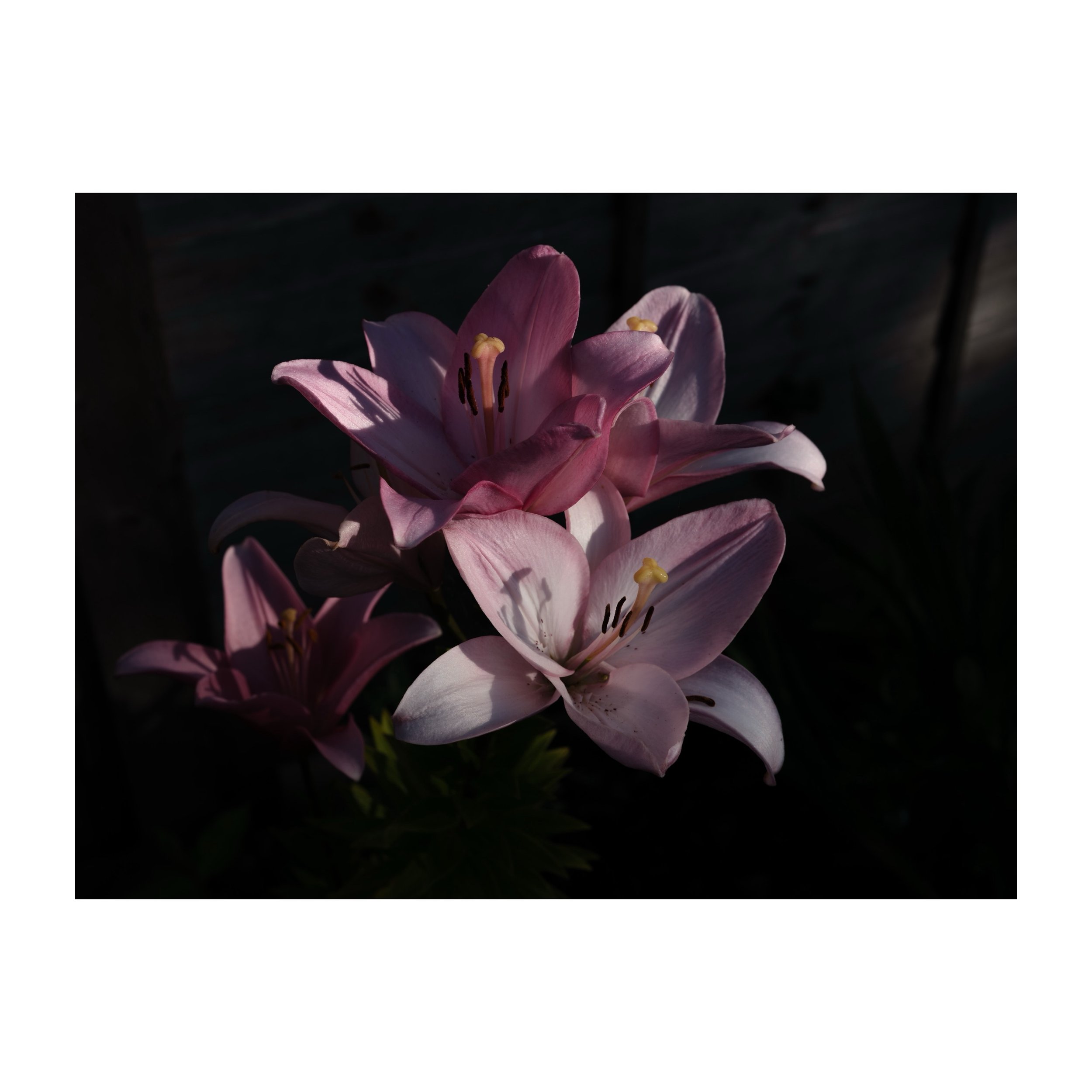 Lillies in the sun.
.
.
.
.
.
#lily #lillies #asiaticlily #flower #gfx