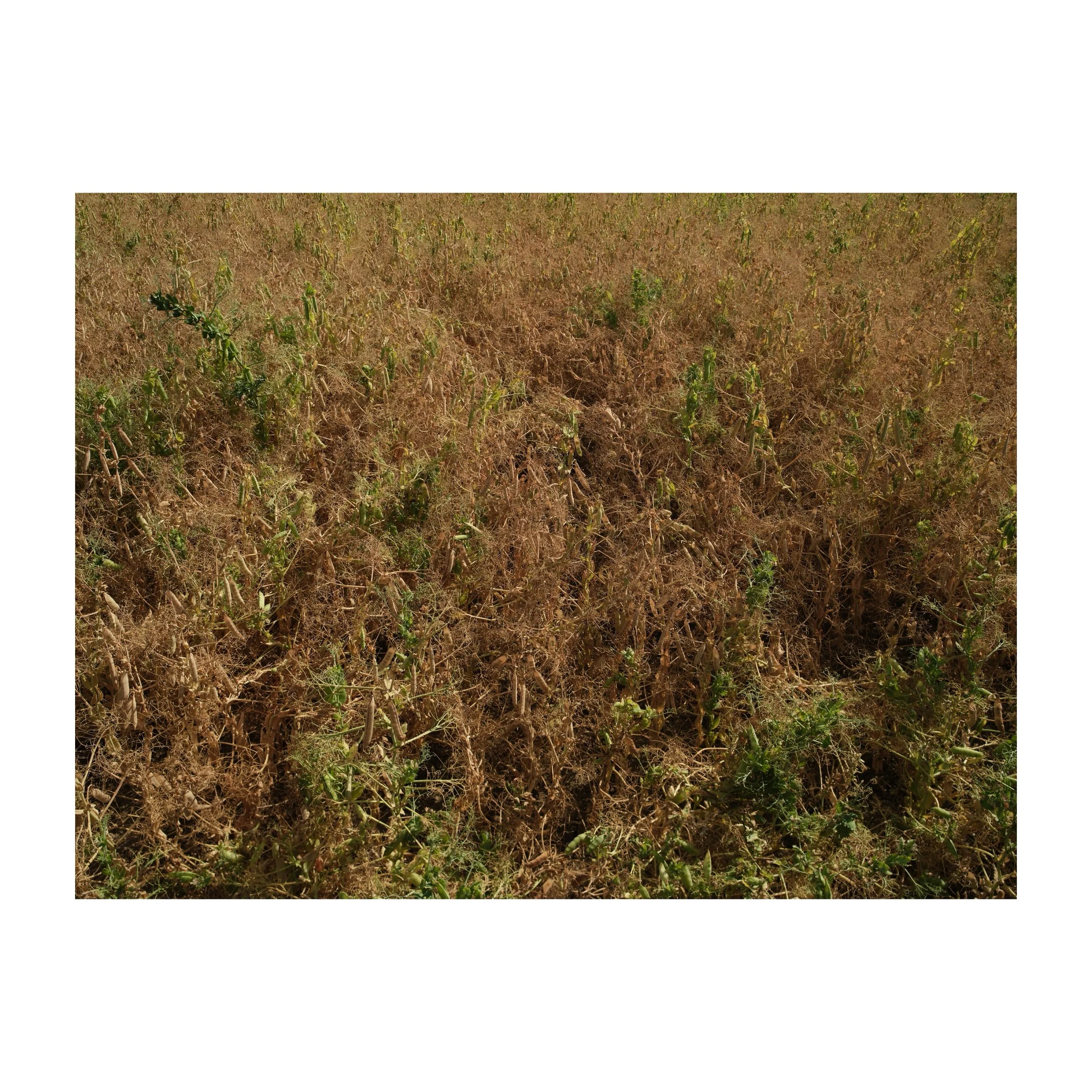 Parched Peas.
.
.
.
.
.
#parchedpeas #peas #peafield #peascrop #gfx100sii