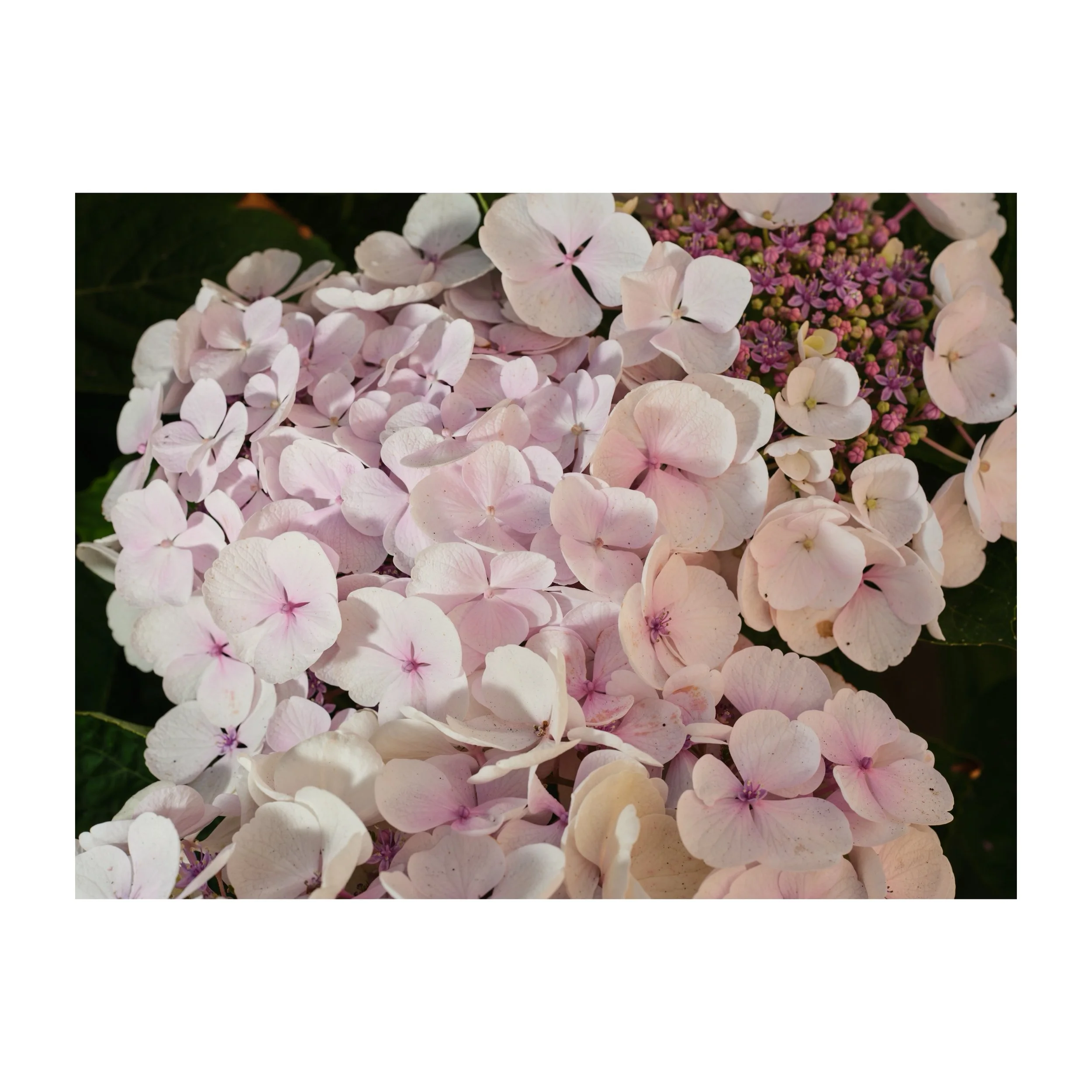 Candybelle Bubblegum.
.
.
.
.
.
#CandybelleBubblegum #Hydrangeaarborescens #flowers #bloom #fujifilmgfx100sii