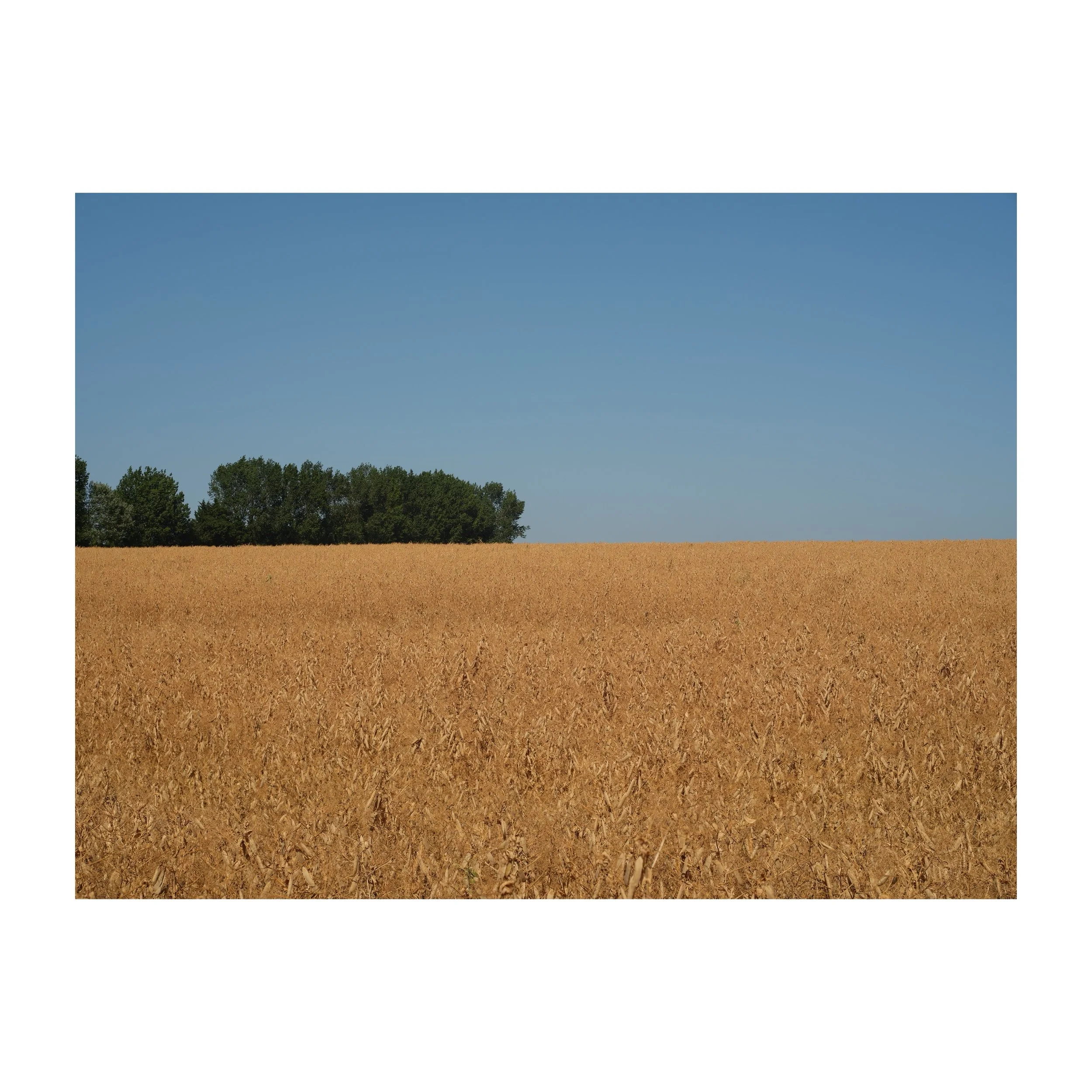 Blue sky and golden crops.
.
.
.
.
.
#field #fieldsofgold #bluesky #trees #gfx100sii