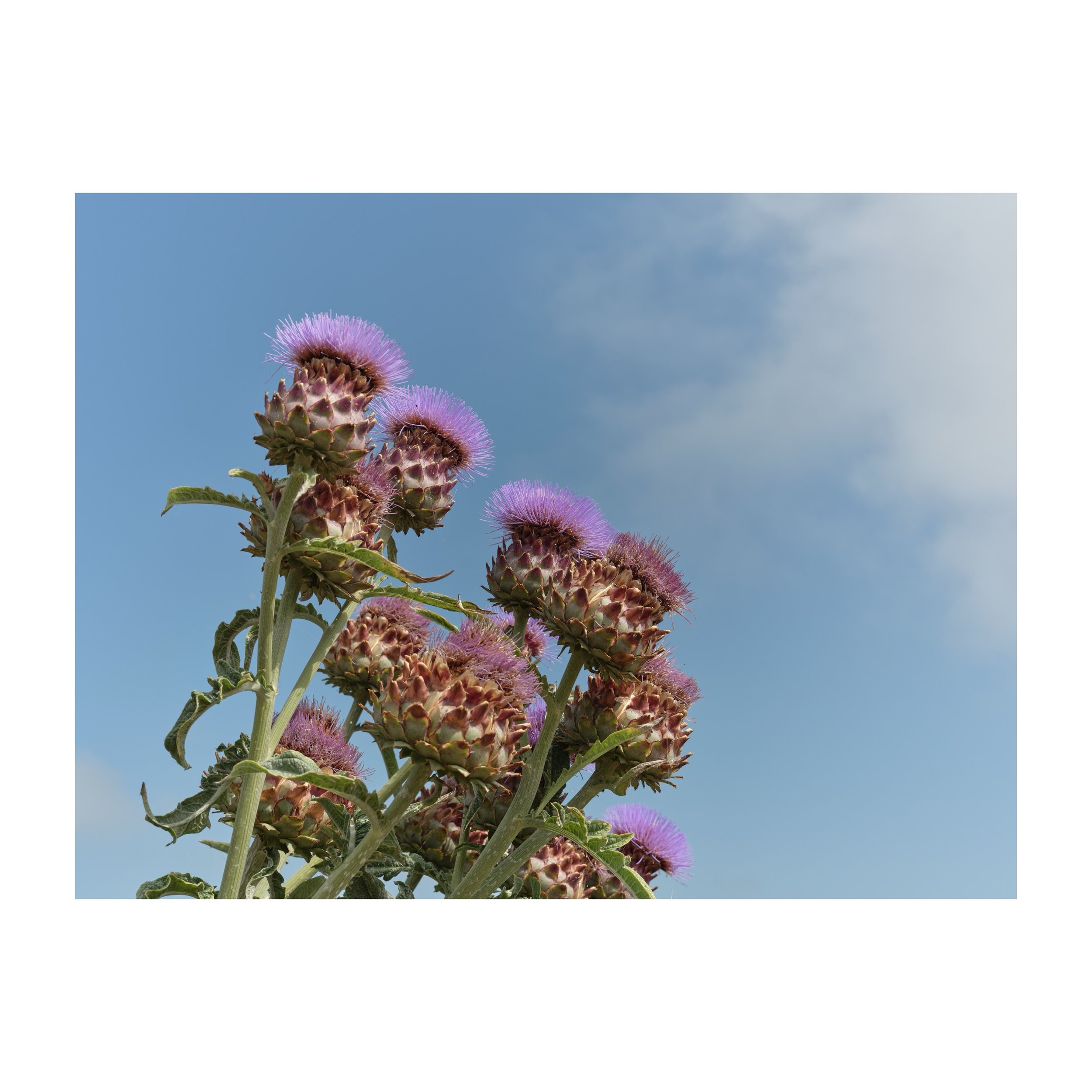 Thistle do nicely&hellip; 
This plant is a Cardoon (Cynara cardunculus), also known as an artichoke thistle
.
.
.
.
.
#badjokes #thistle #jokes #plant #fujifilmgfx100sii