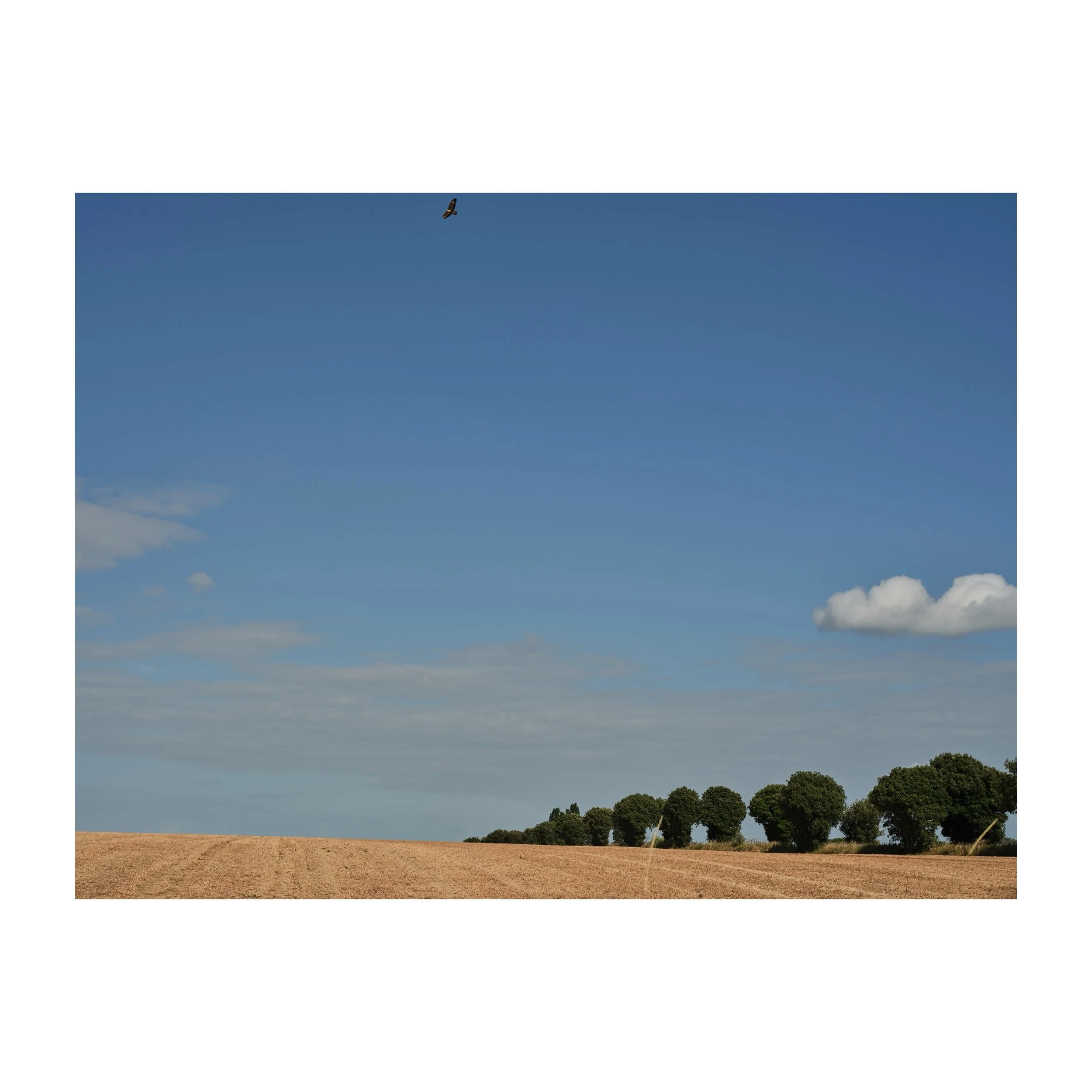 200/365
Bird flying high&hellip;
.
.
.
.
.
#birdsofinstagram #instabird #bird #field #harvestday