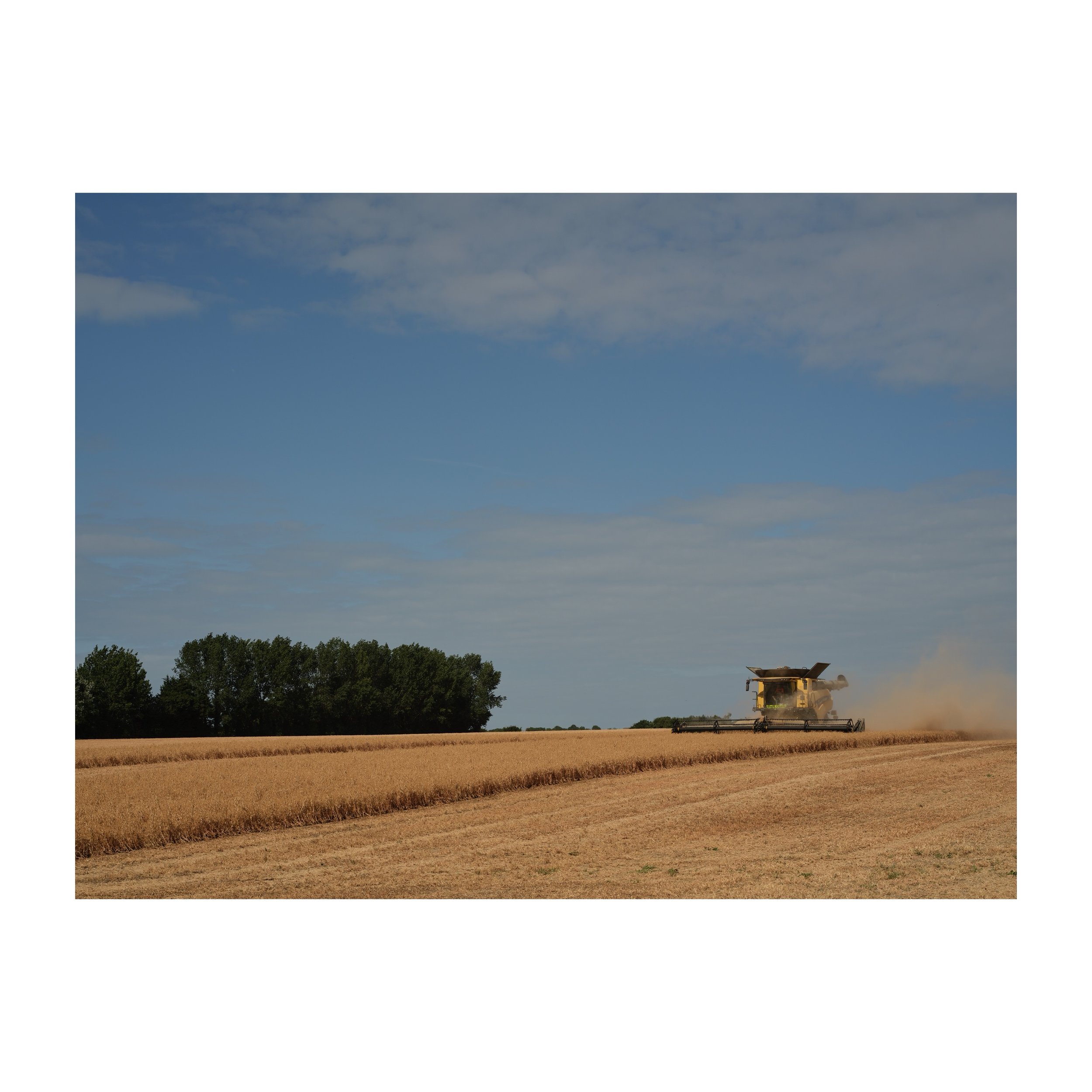 Harvest day at the studio.
.
.
.
.
.
@newhollandag_ukroi #harvest #field #farm #gfx100sii #combineharvester