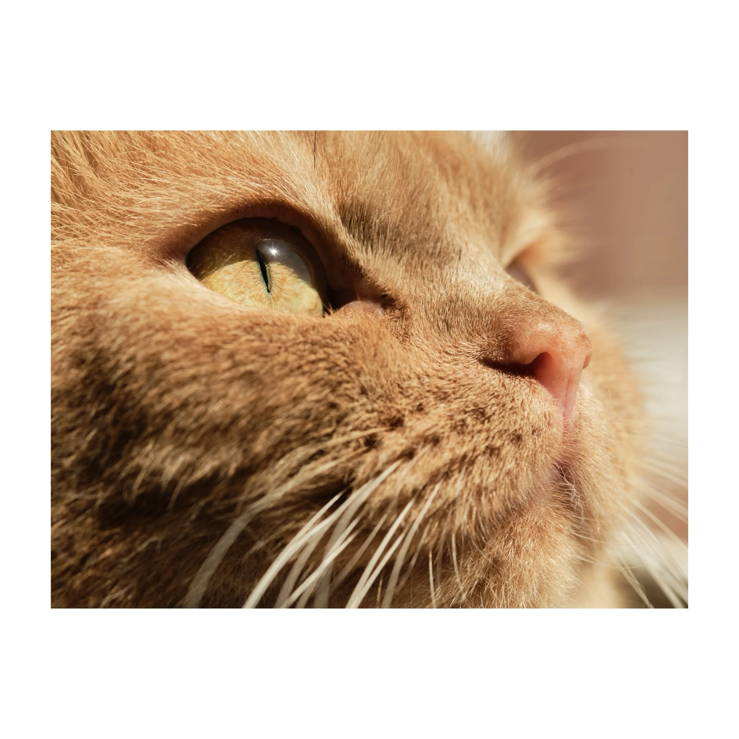201/365
Cats eye
.
.
.
.
.
#cat #catsofinstagram #britishshorthair #gingerfemalecat #pentaxa645_120mm