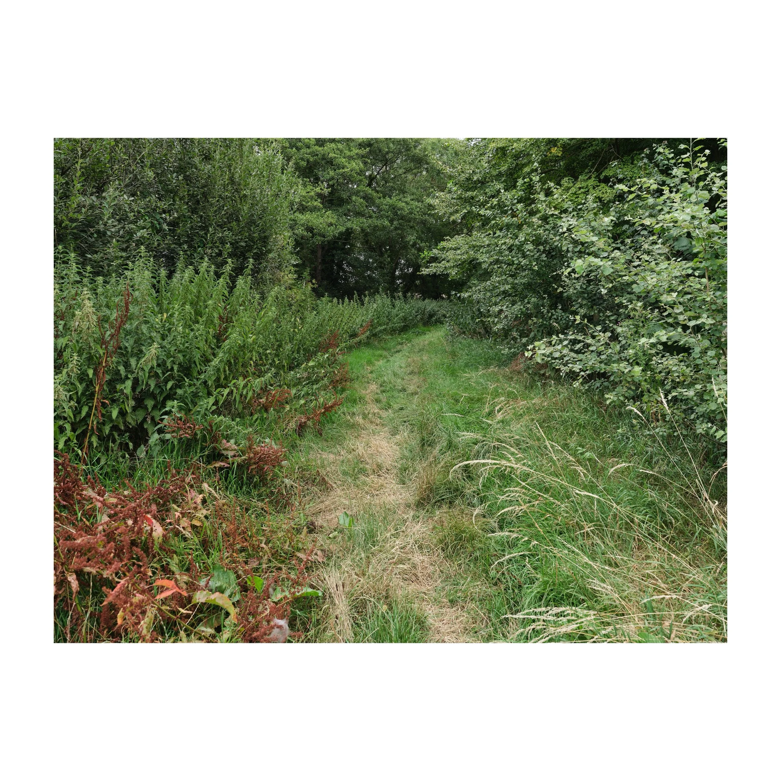 202/365
Path into or out of the trees.
.
.
.
.
.
#trees #path #farm #rural #fujifilmgfx100sii