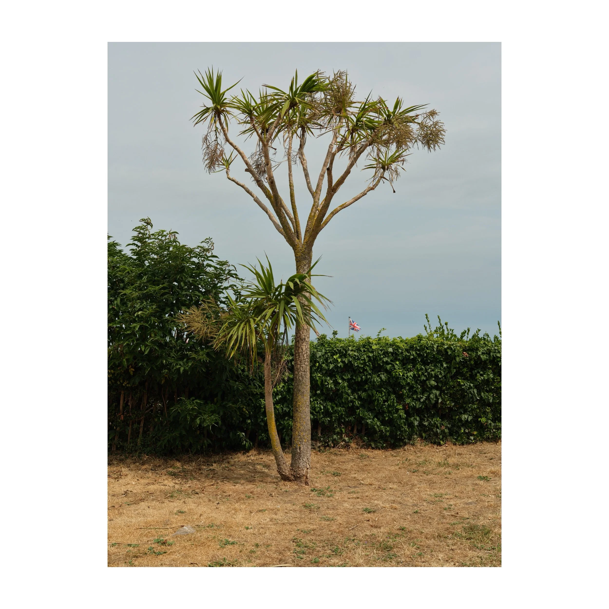 A New Zealand Cabbage Tree, struggling without rain. 
.
.
.
.
.
#tīkōuka #cabbagetree #kentcoast #unionflag #gfx100sii