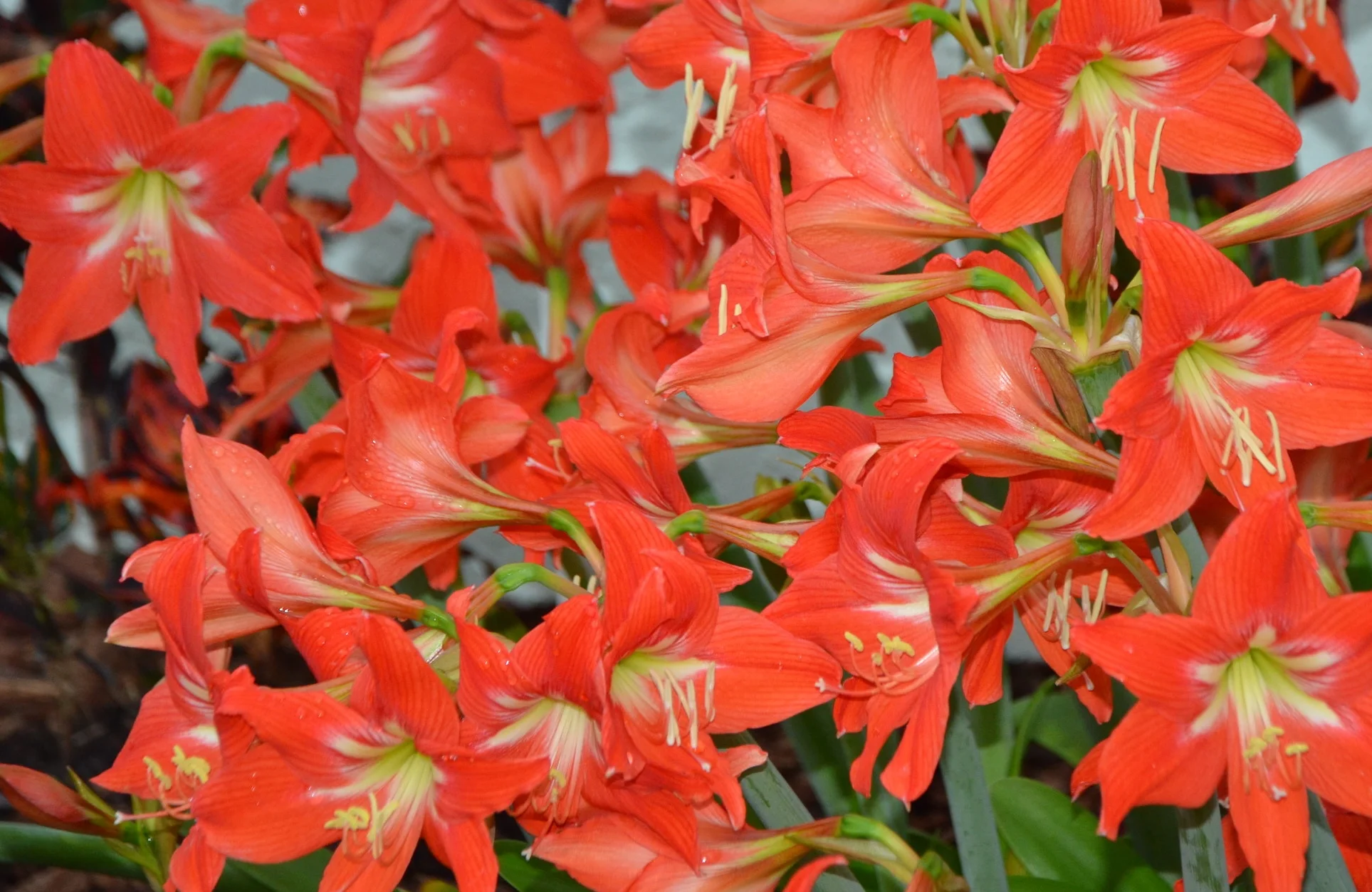 New Construction has a lot of plusses!