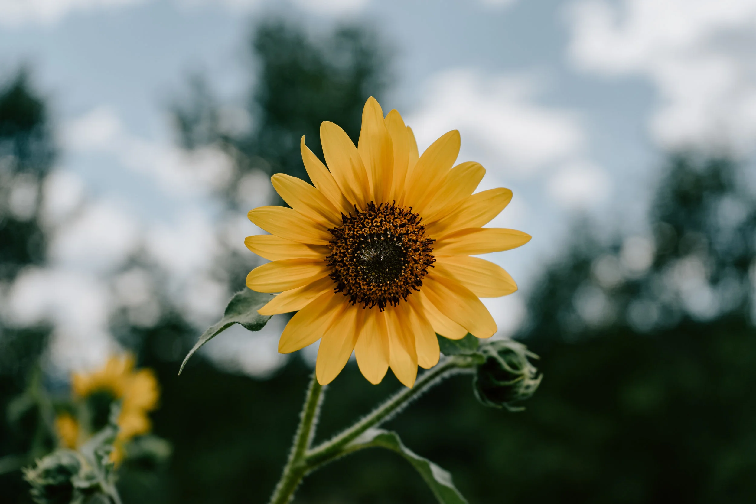 HUMILITY – DO YOU WANT IT?